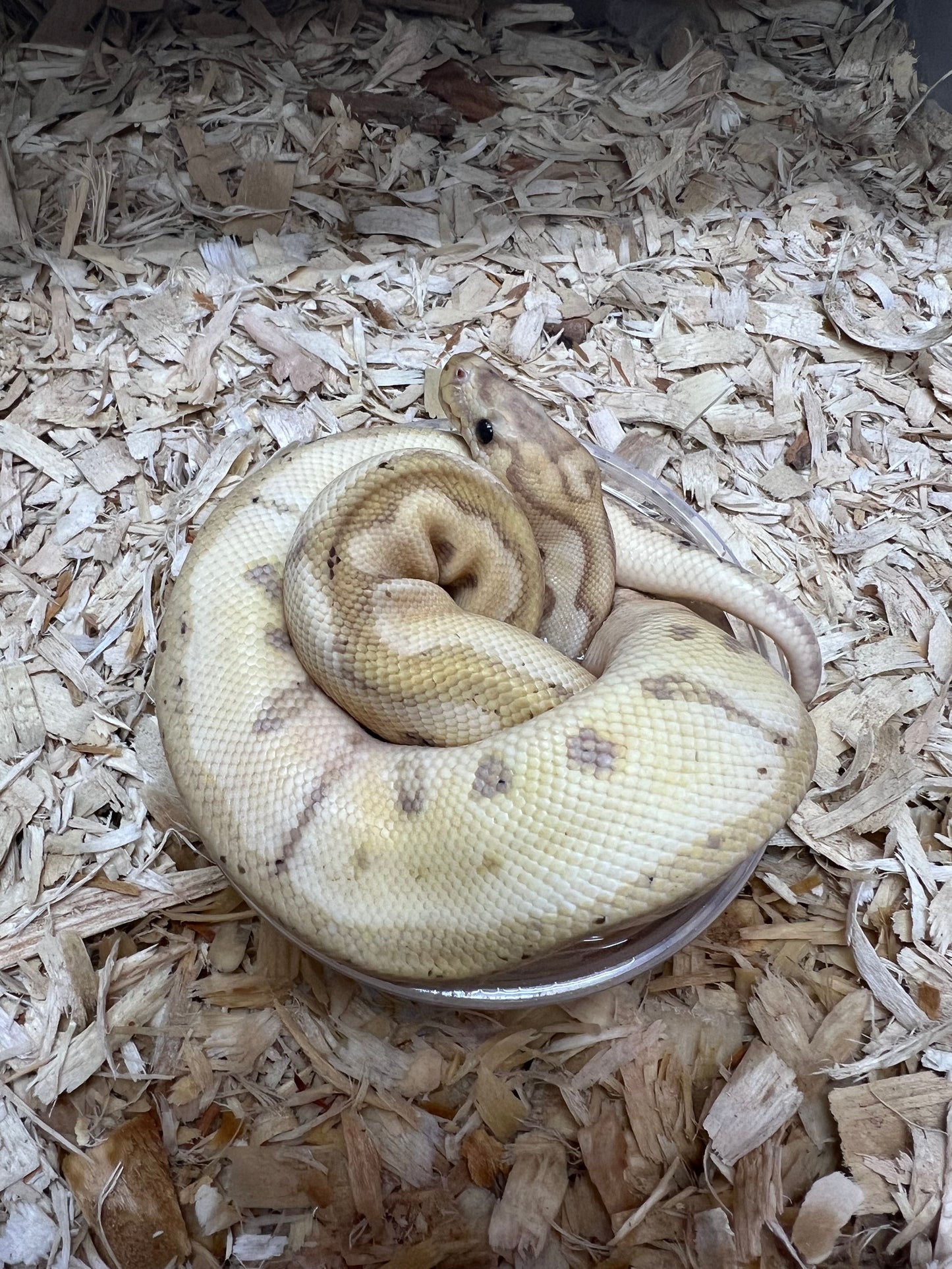 Banana Clown