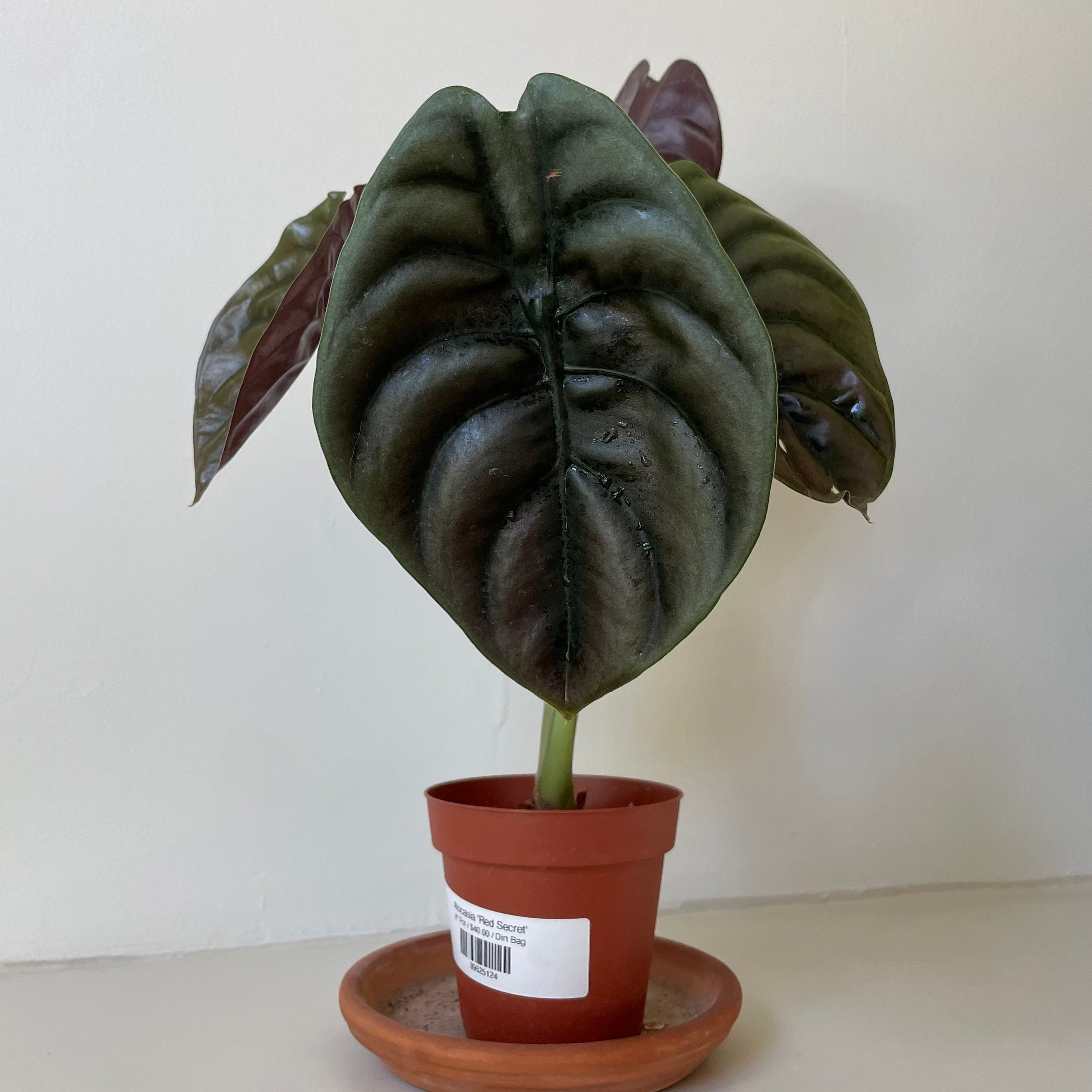 Alocasia Cuprea 'Red Secret'