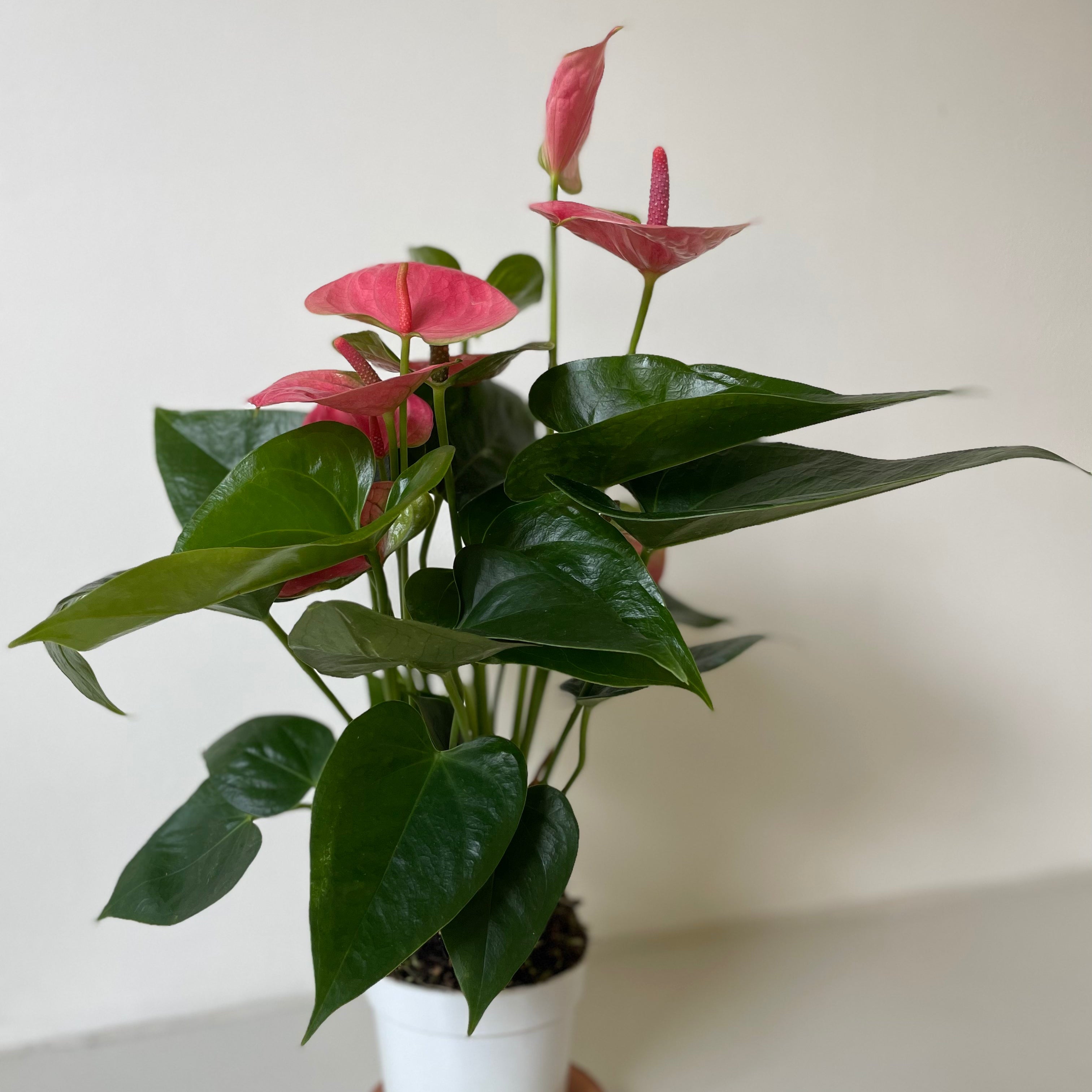 Anthurium 'Pink'