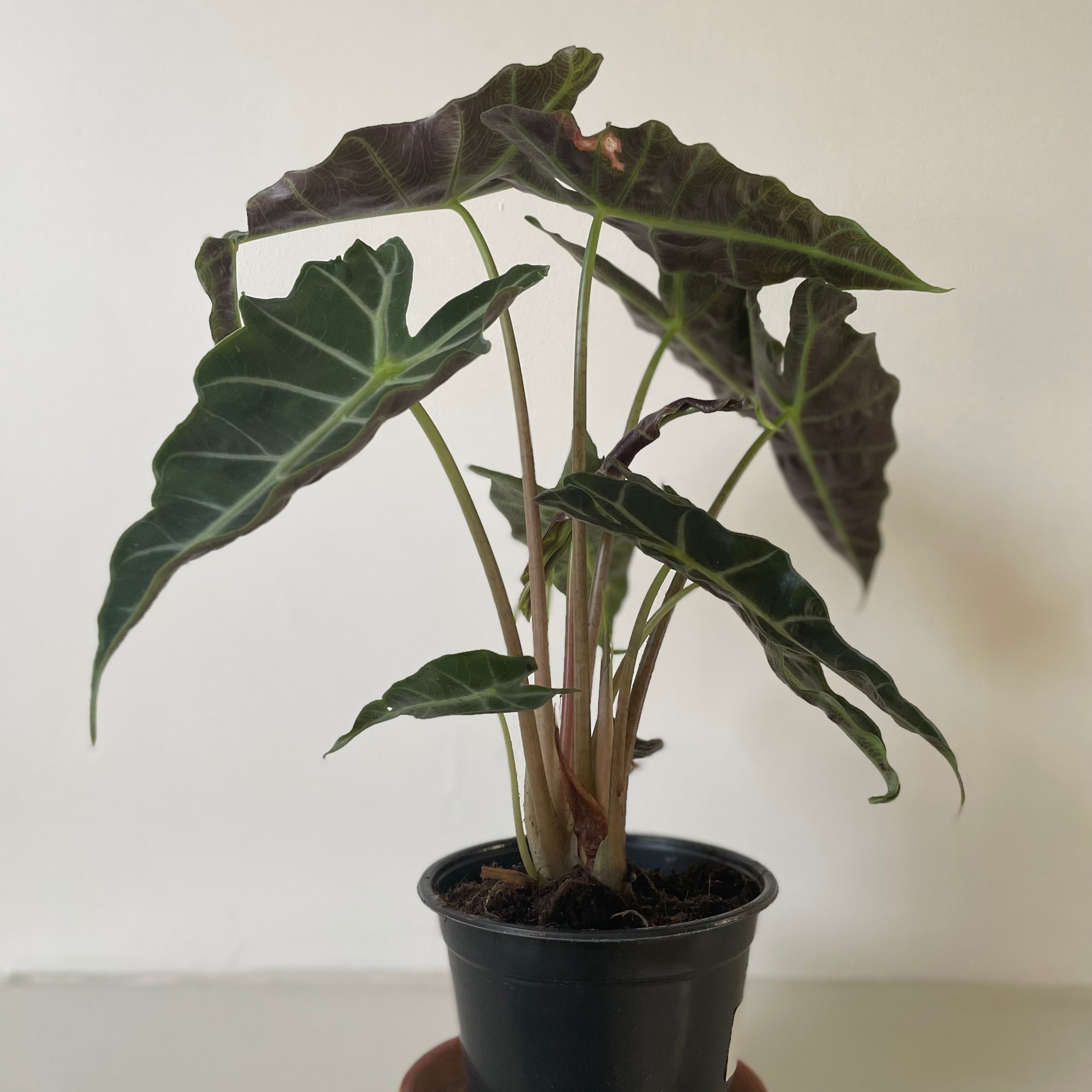 Alocasia Polly 'African Mask'