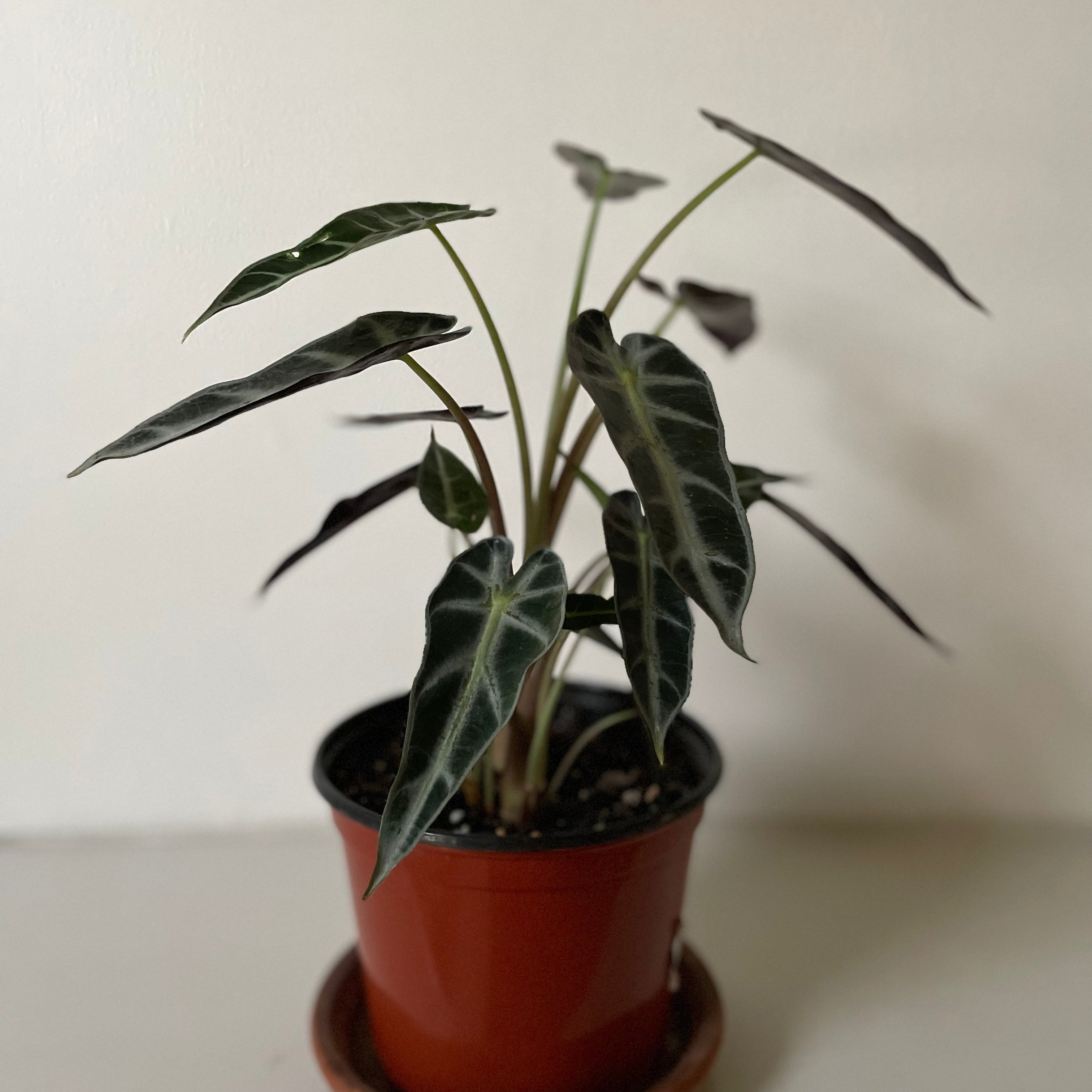 Alocasia Amazonica 'Bambino'