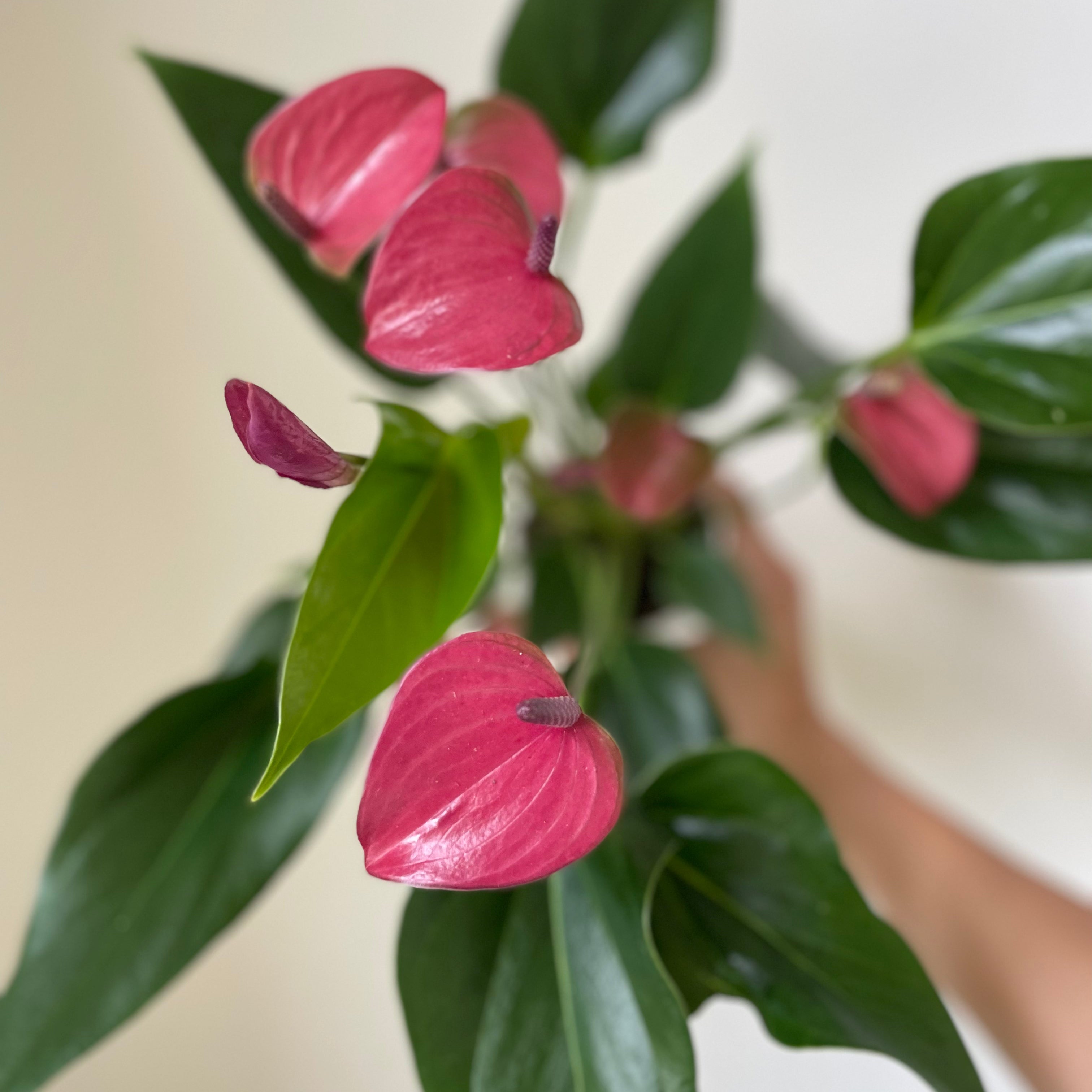 Anthurium 'Purple'