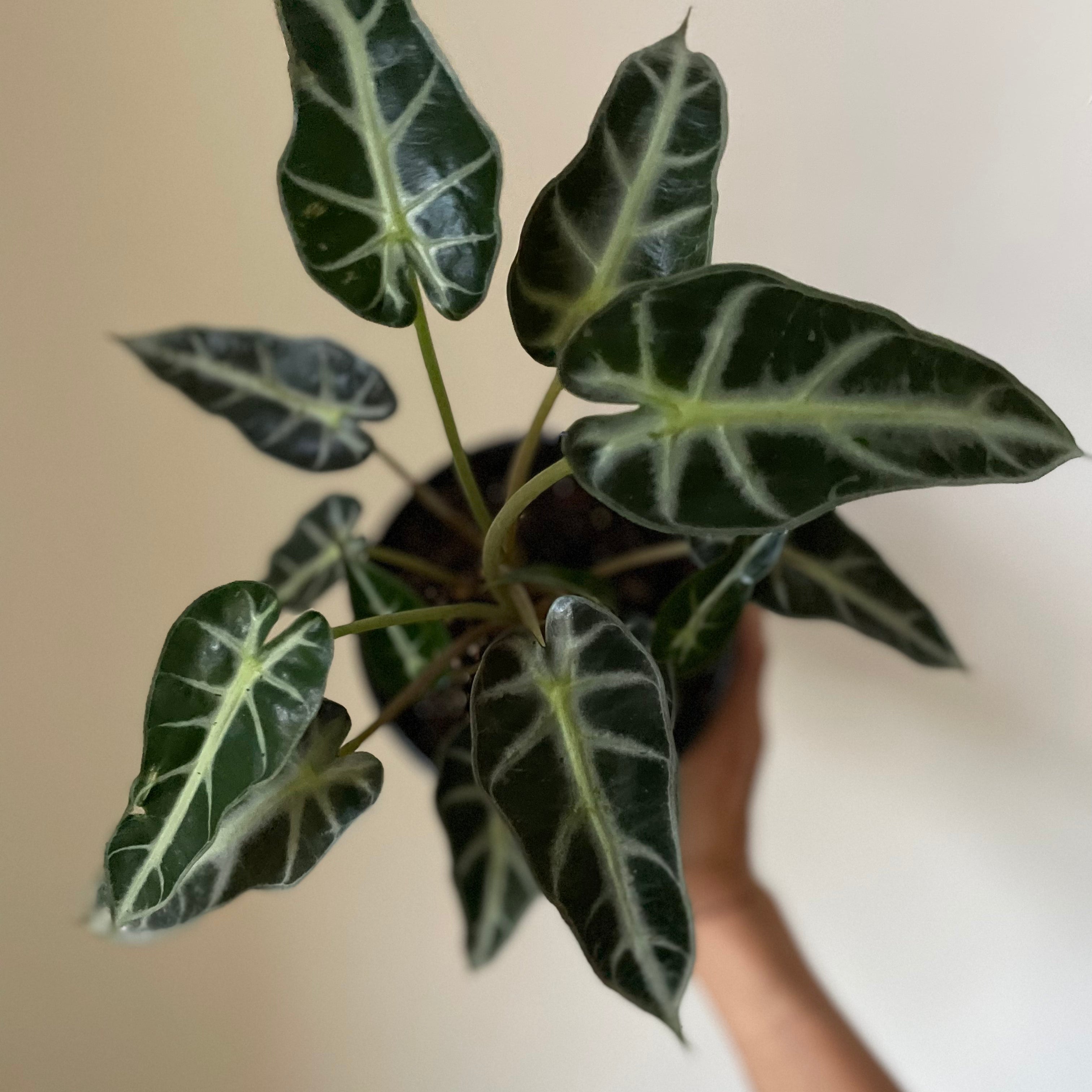Alocasia Amazonica 'Bambino'