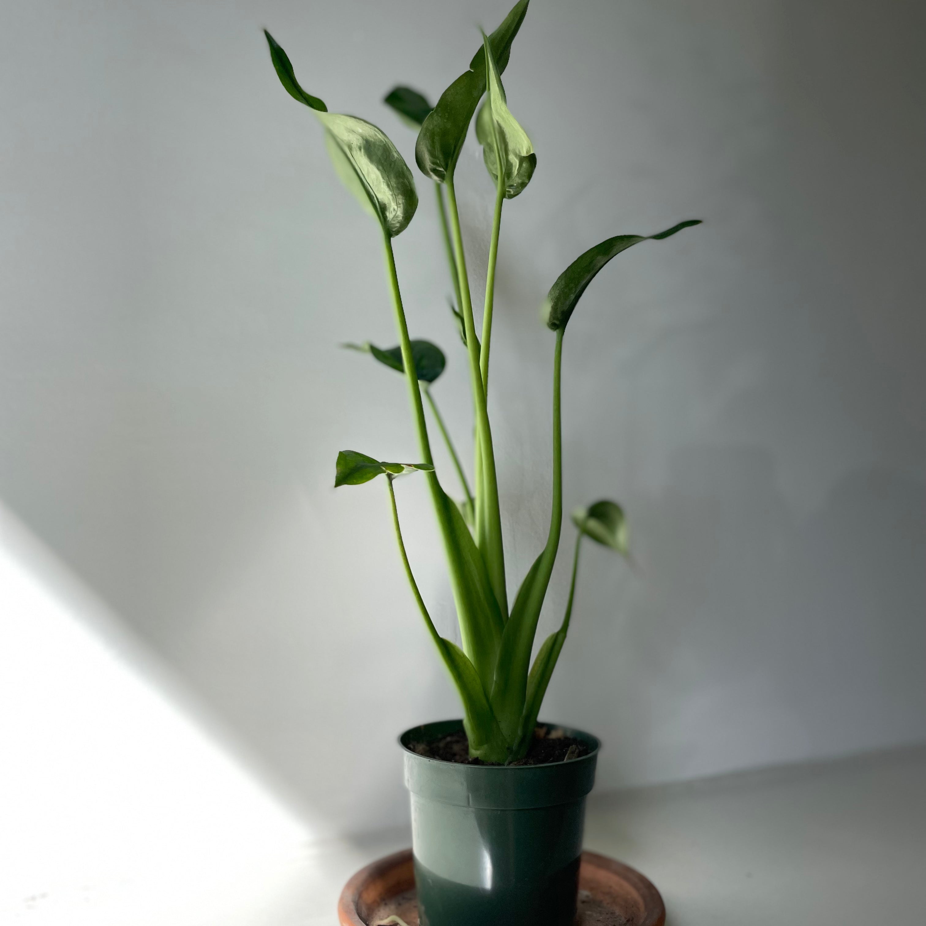 Alocascia 'Tiny Dancer'