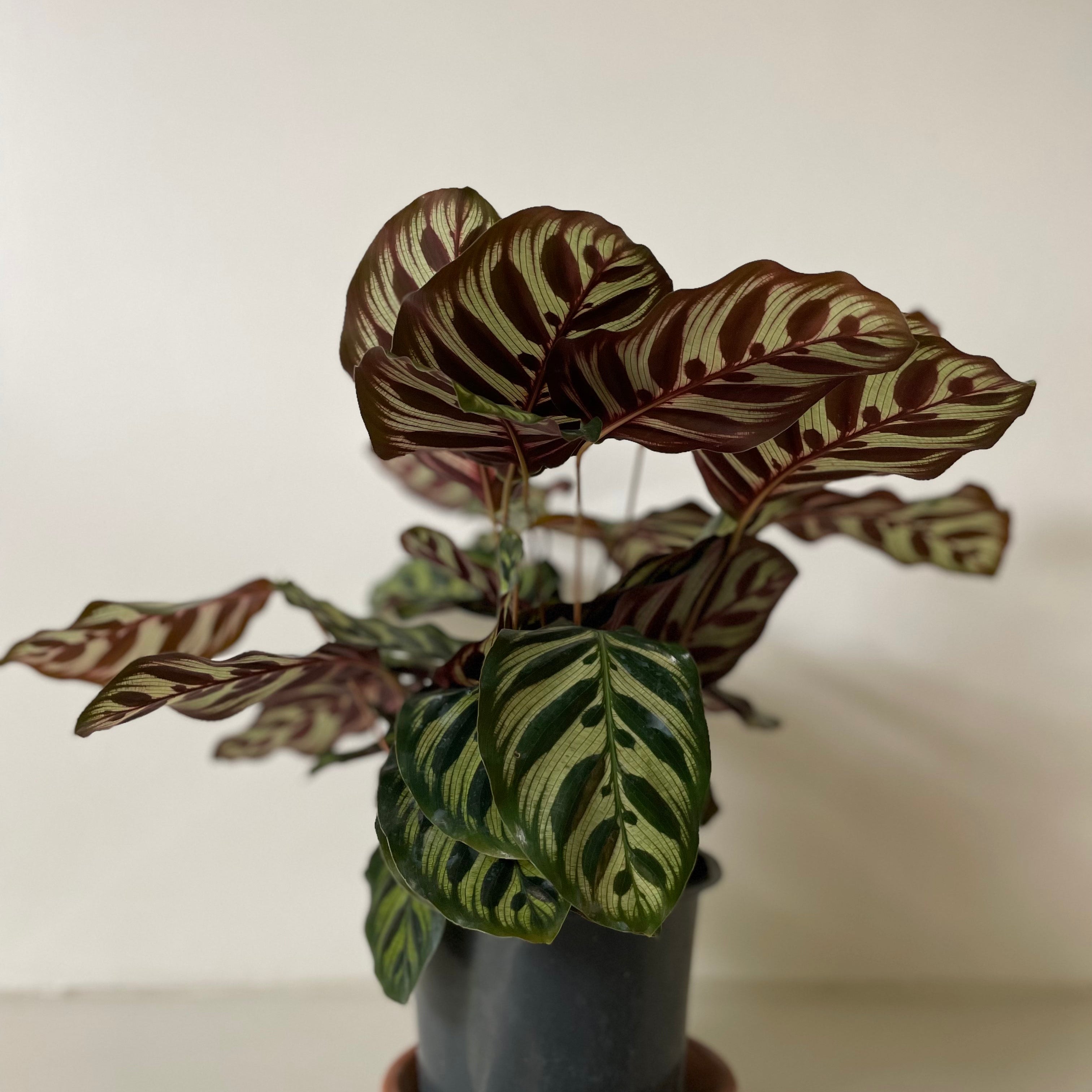'Peacock' Makoyana Calathea