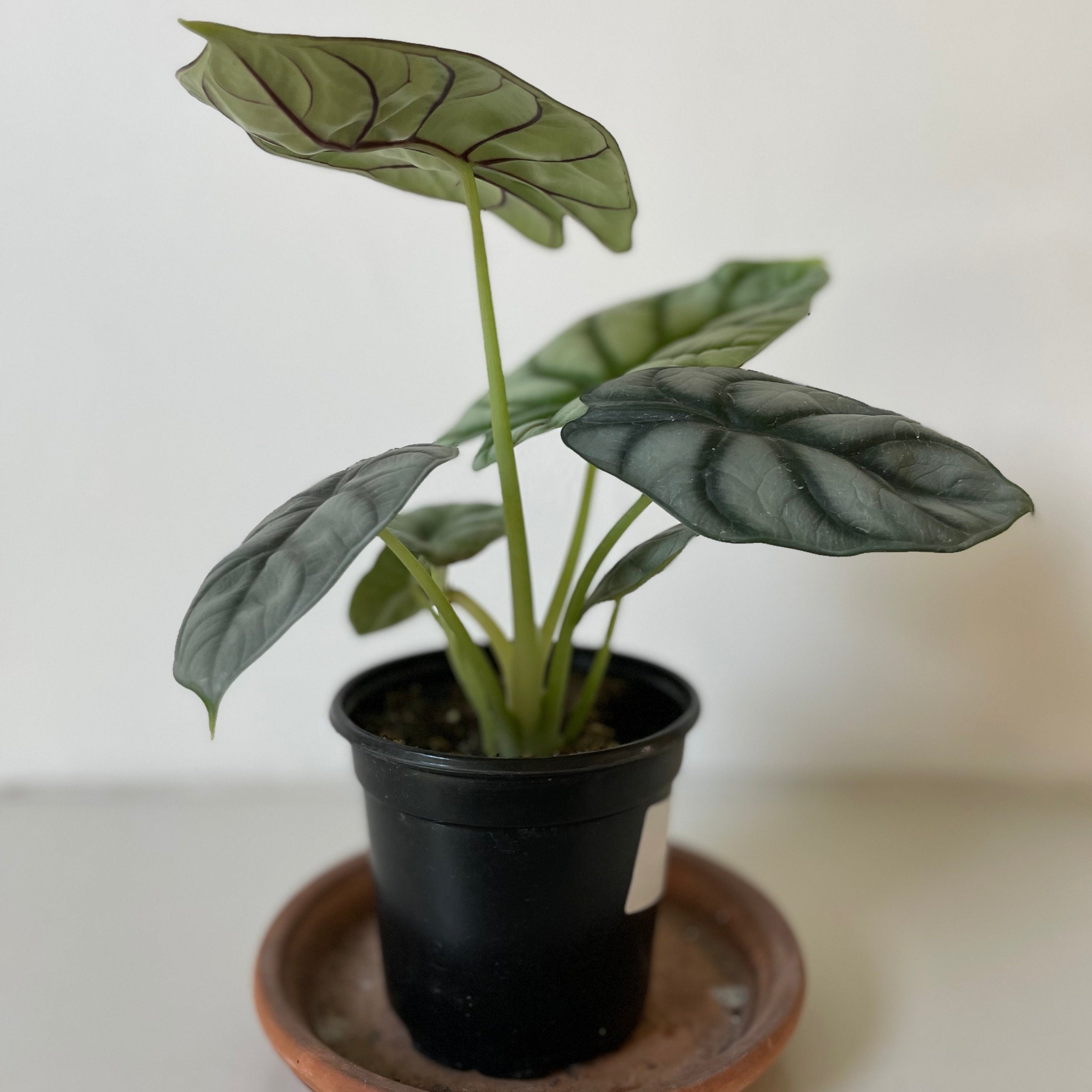 Alocasia Baginda ' Silver Dragon'