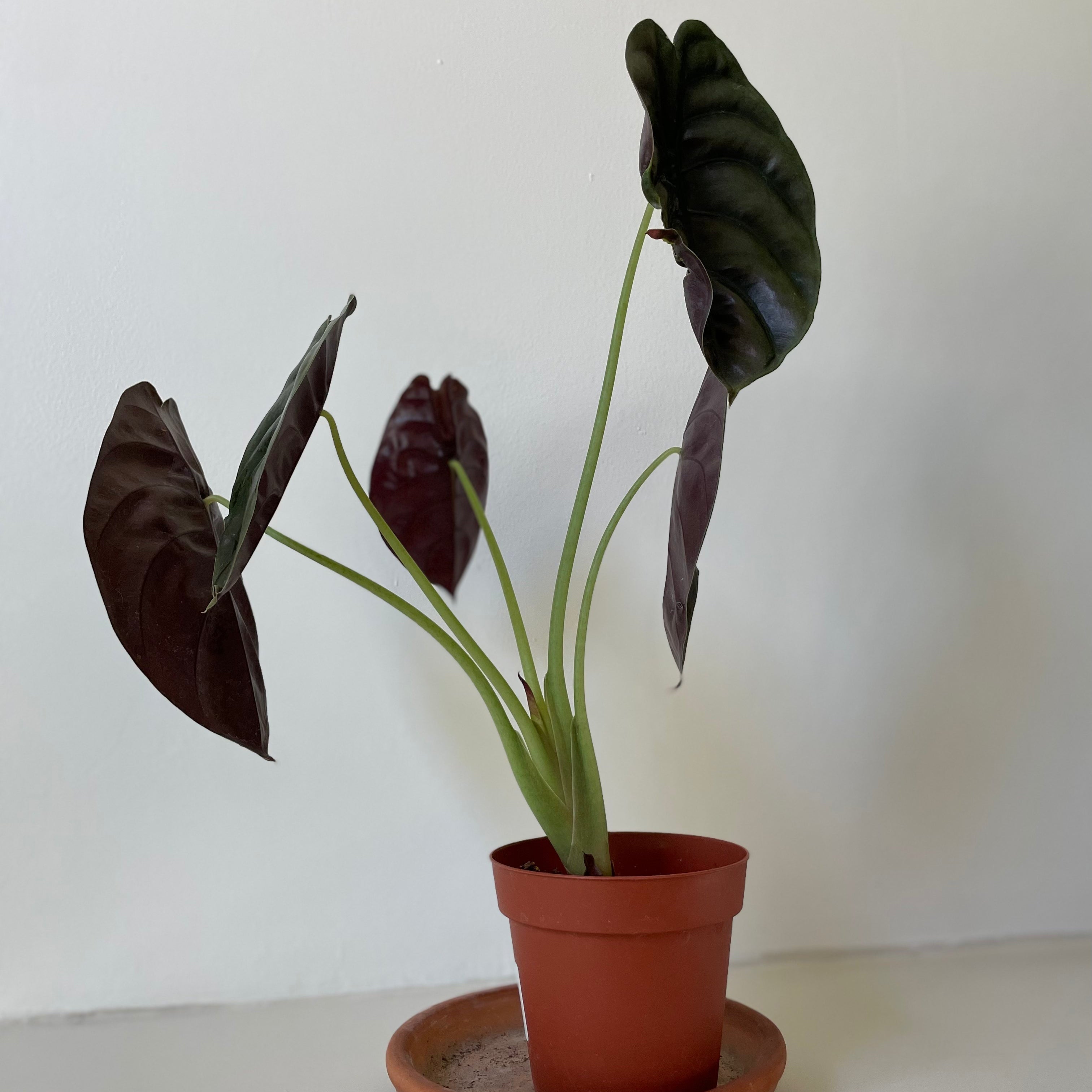 Alocasia Cuprea 'Red Secret'