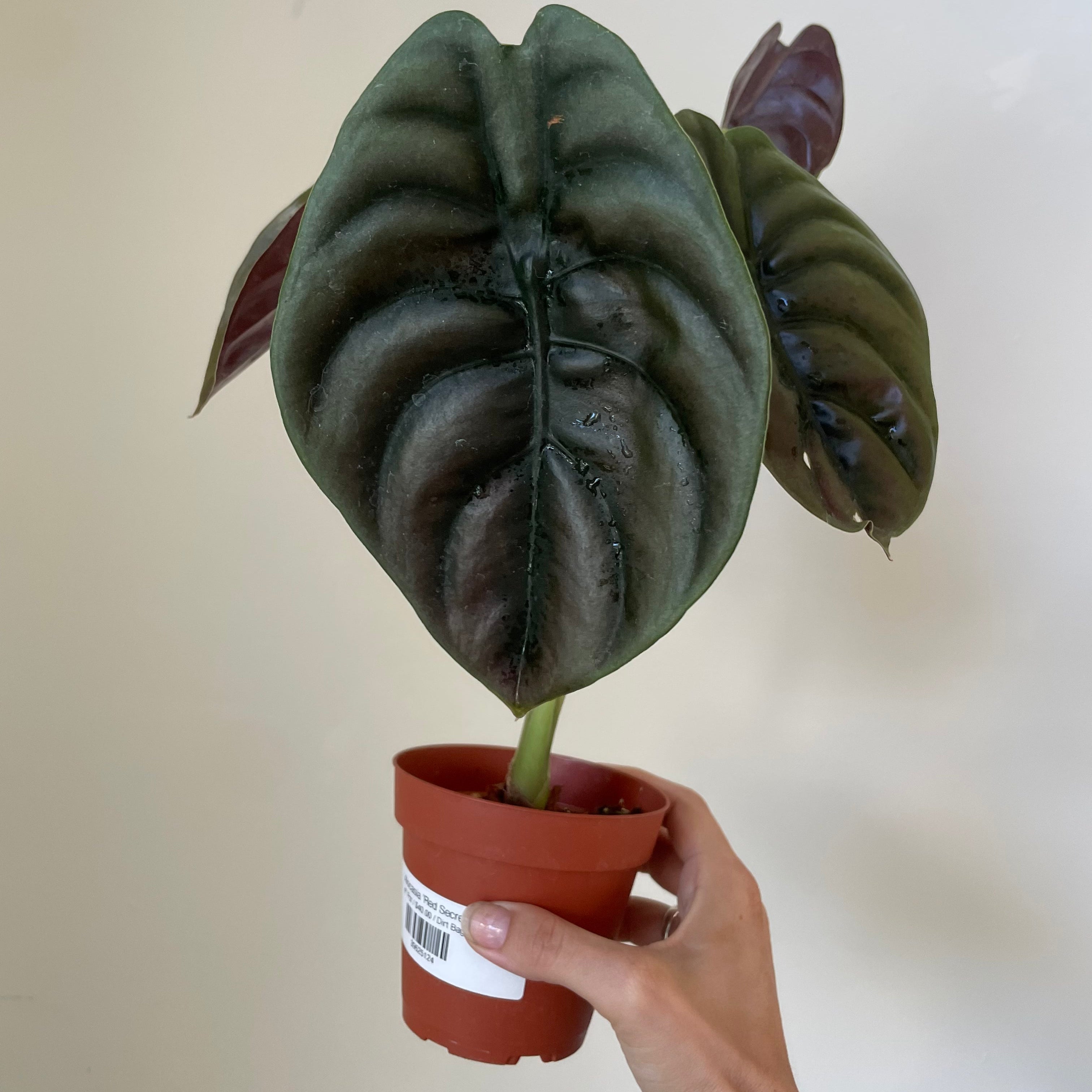 Alocasia Cuprea 'Red Secret'