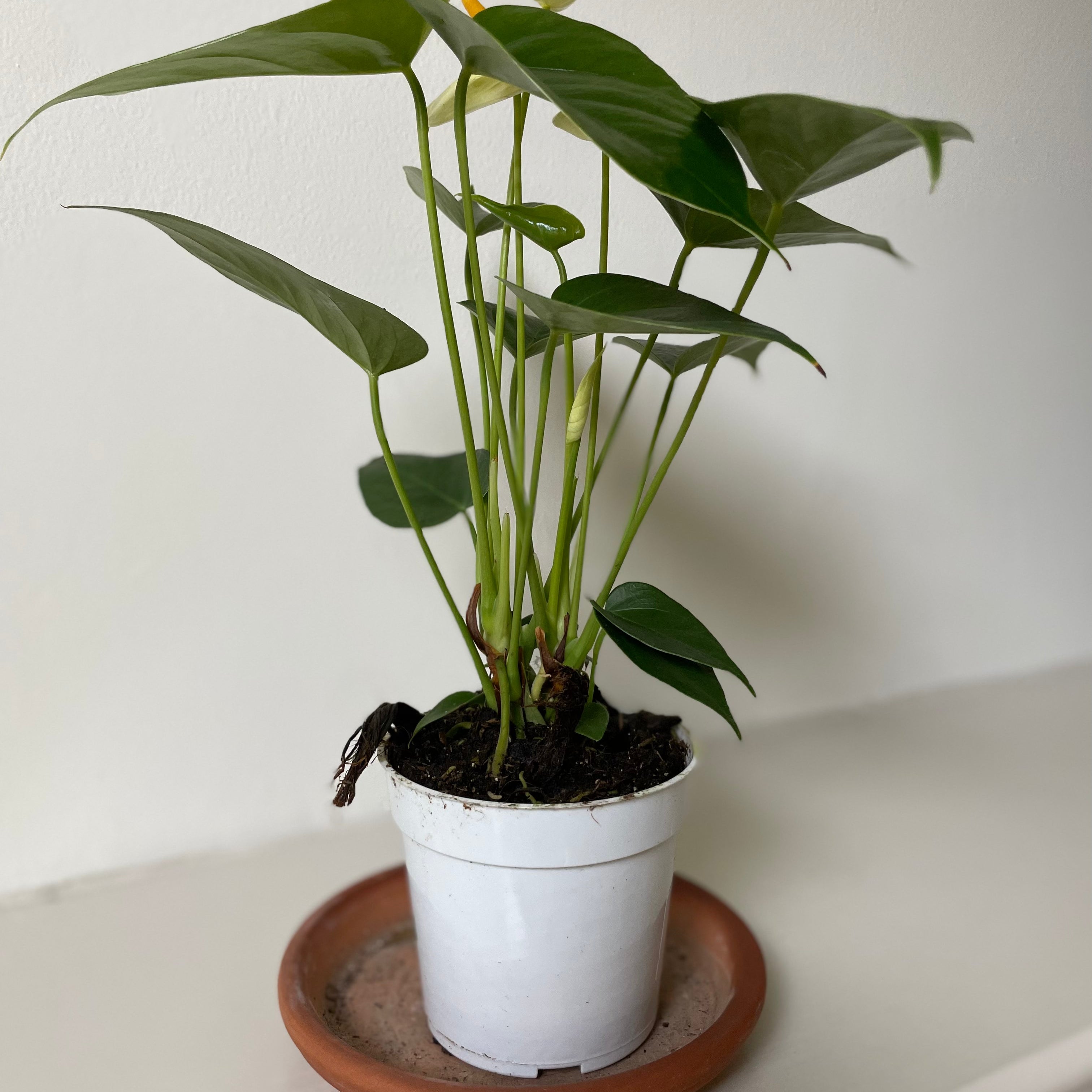 Anthurium 'White'