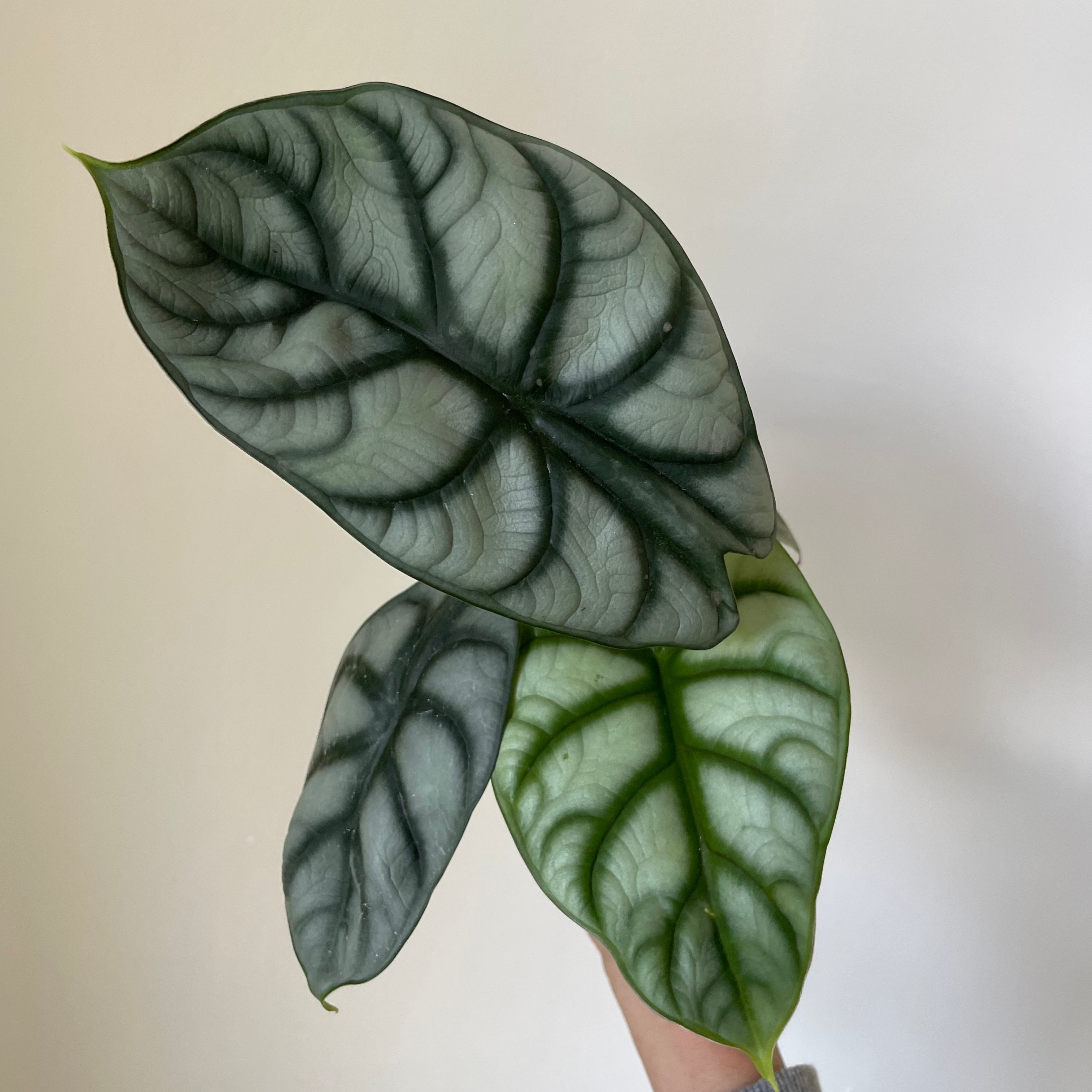 Alocasia Baginda ' Silver Dragon'