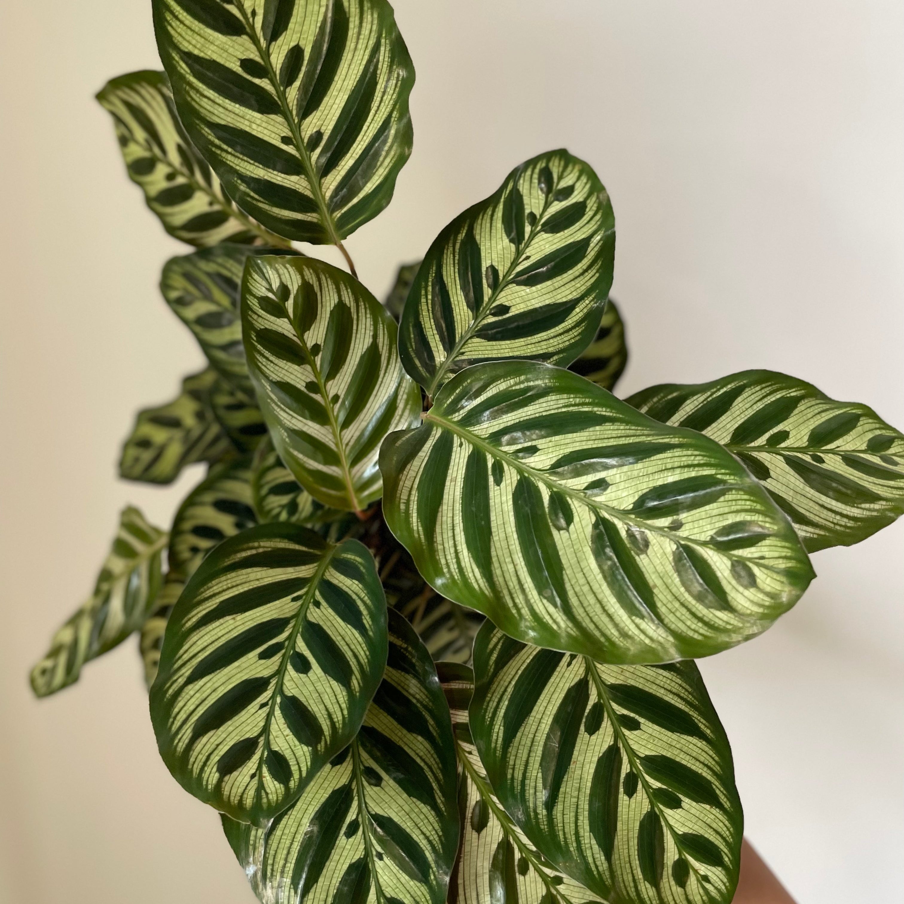 'Peacock' Makoyana Calathea