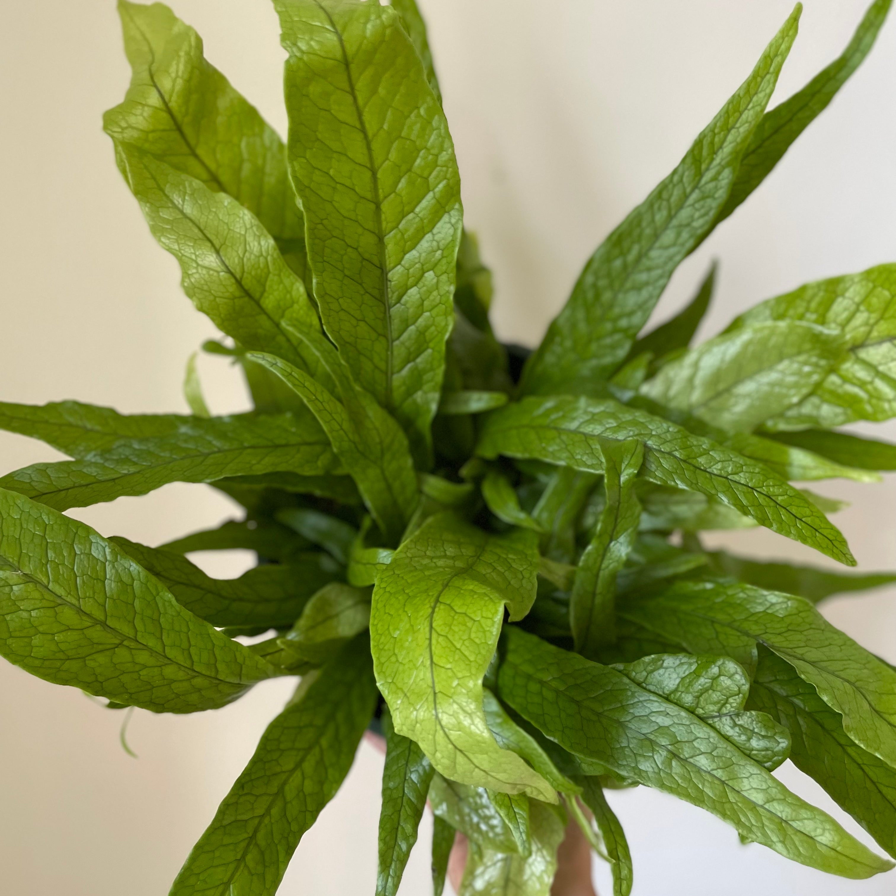 Fern 'Crocodile'