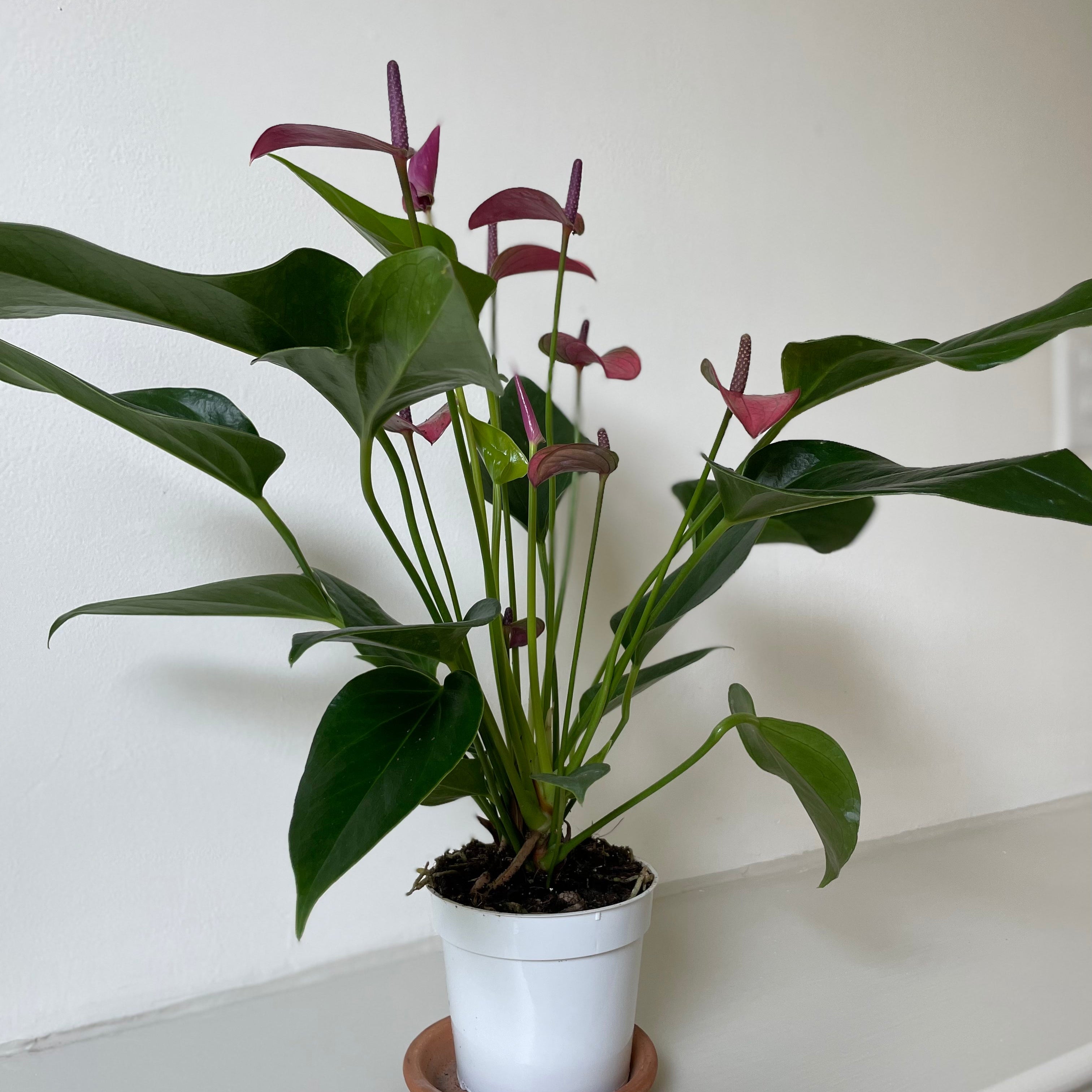 Anthurium 'Purple'