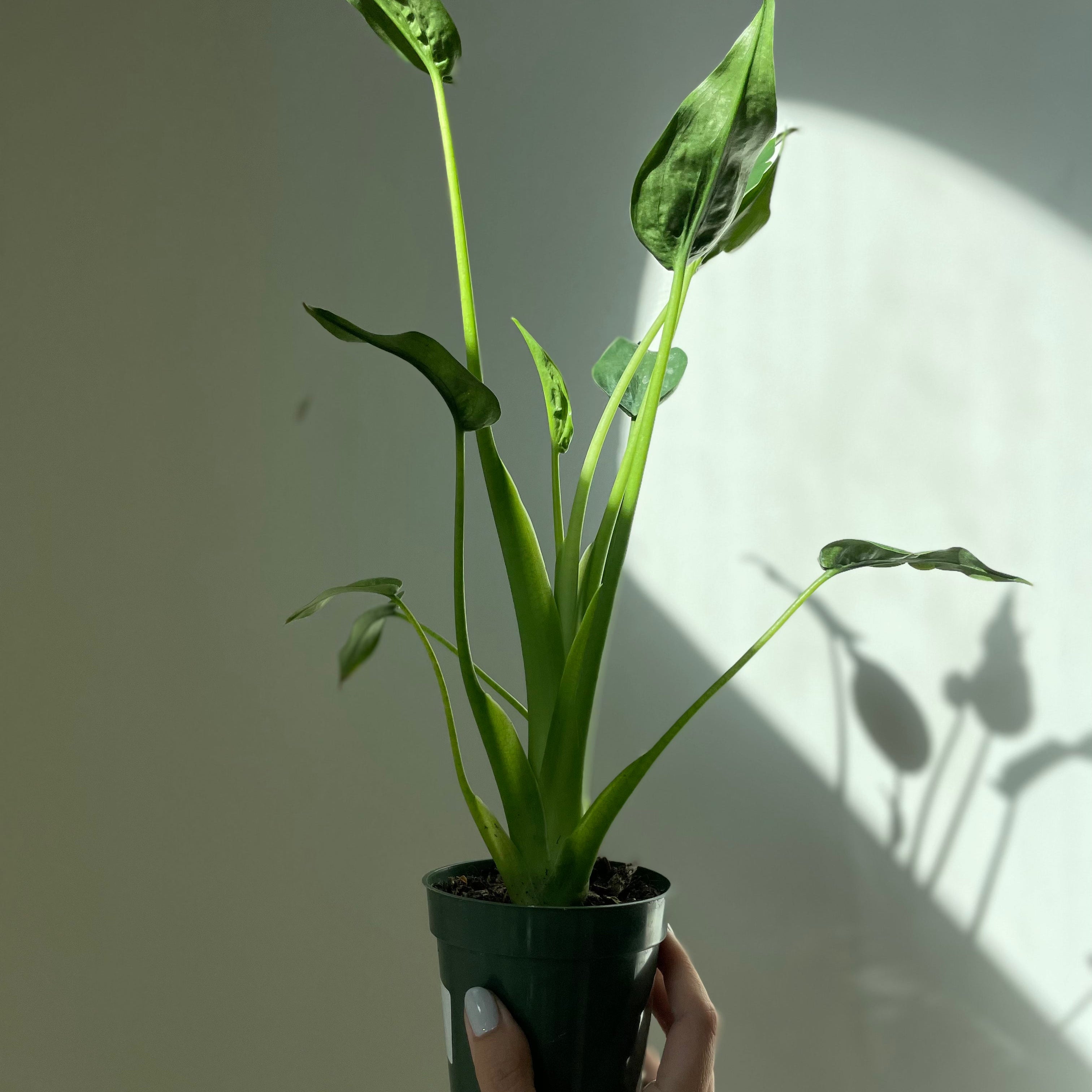 Alocascia 'Tiny Dancer'