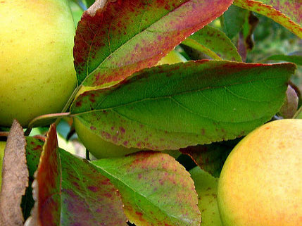 Yellow Delicious Apple (Malus 'Fruit Yellow Delicious') - 5 gallon 60"