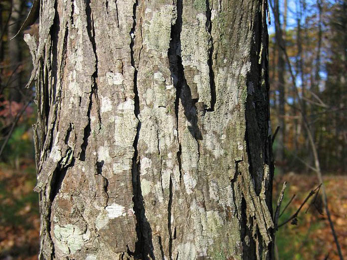 Shagbark Hickory (Carya ovata) - 5 gallon 5' WHIP