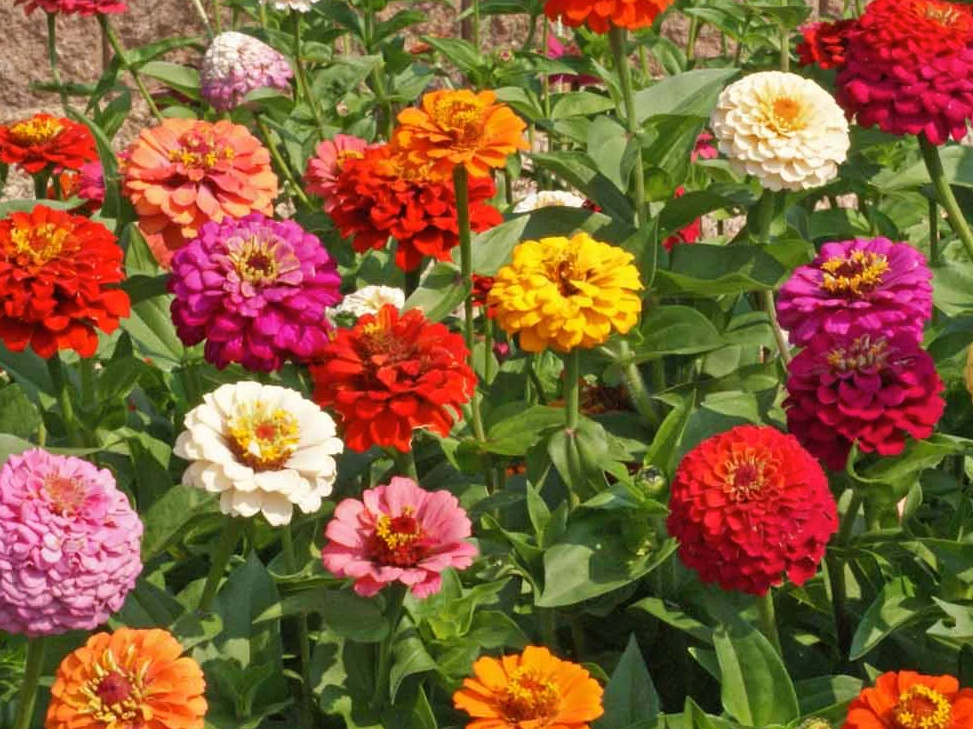 Cut & Come Again Mix Zinnia (2 Oz)