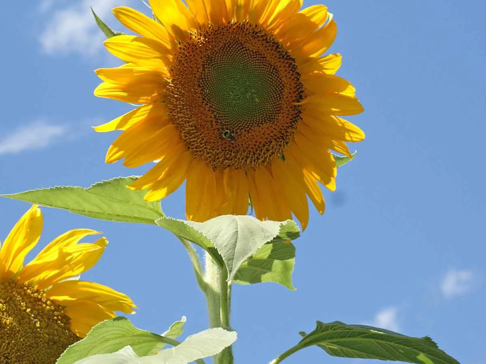 Mammoth Russian Sunflower (1 Lb)
