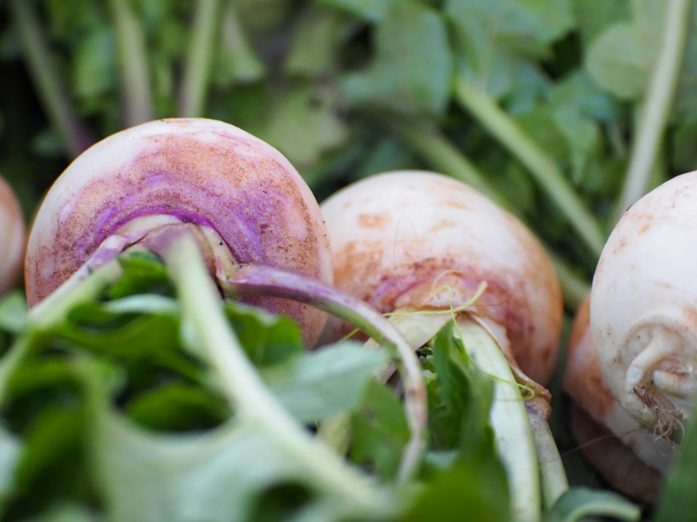 Purple Top White Globe Turnip (1 Lb)