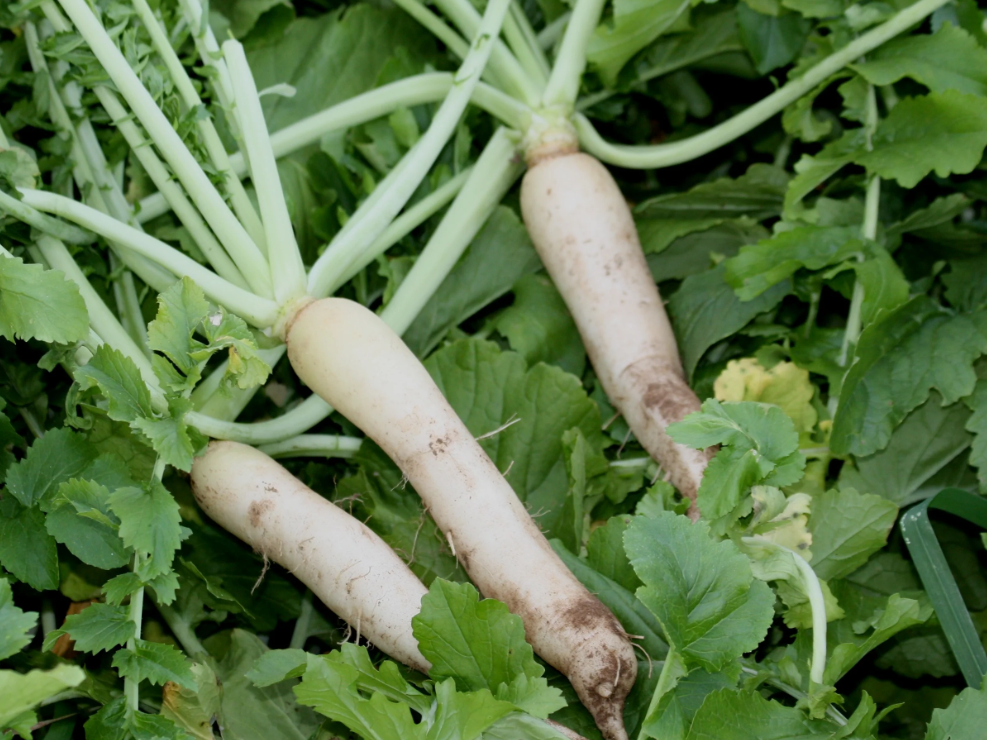 Cover Crop Groundhog Radish (1 Lb)