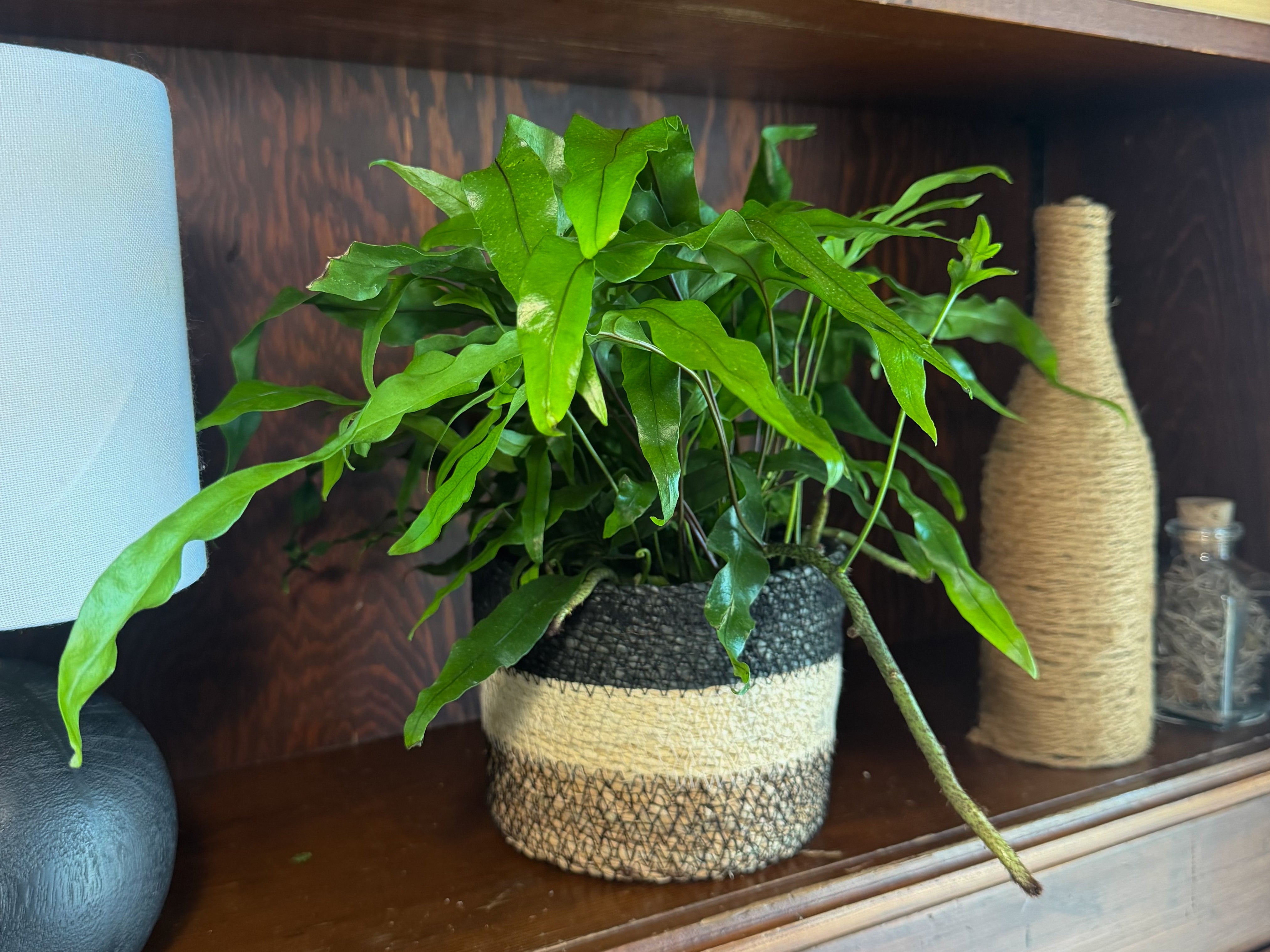 Kangaroo Paw Footed Fern (Phymatosorus Diversifolius) - 6 Inch Indoor Houseplant