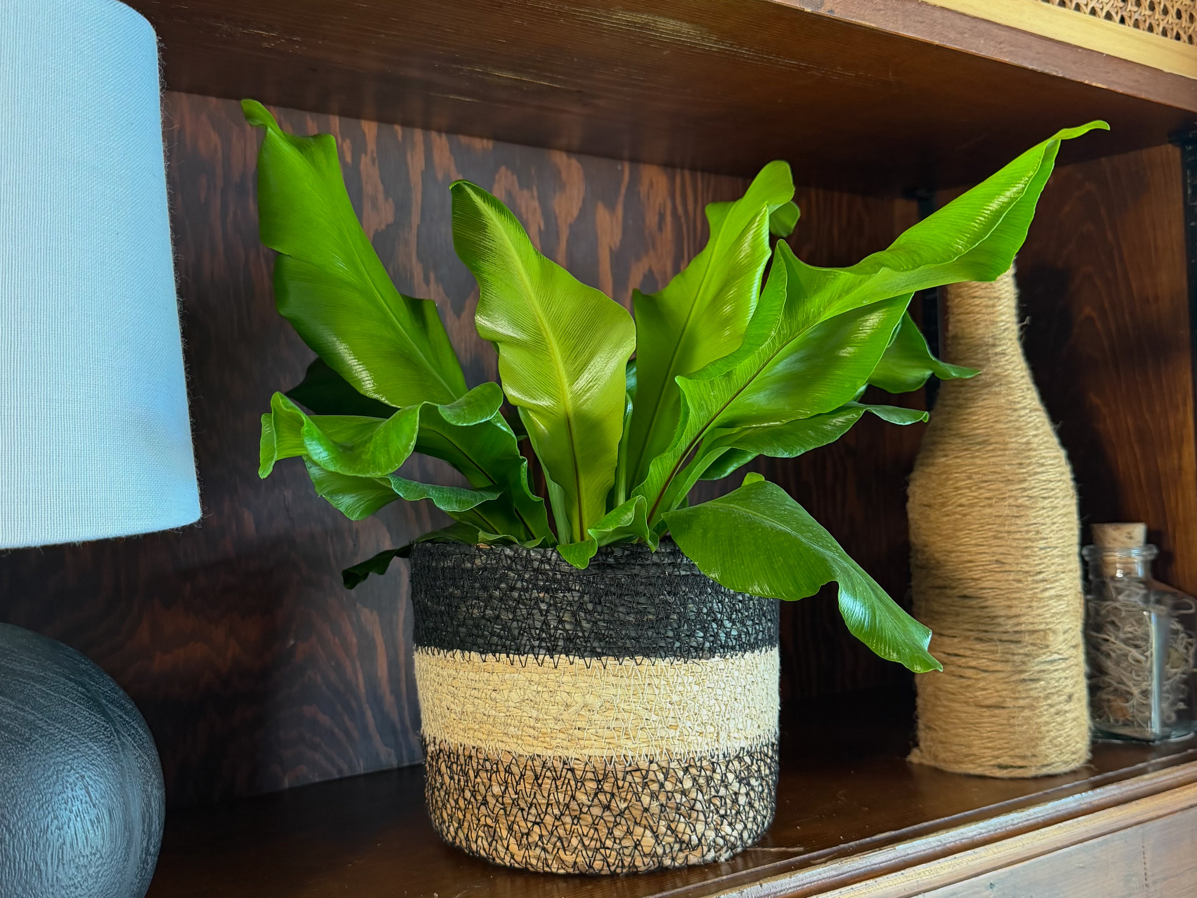 Nidus Bird's Nest Fern (Asplenium Nidus) - 6 Inch Indoor Houseplant