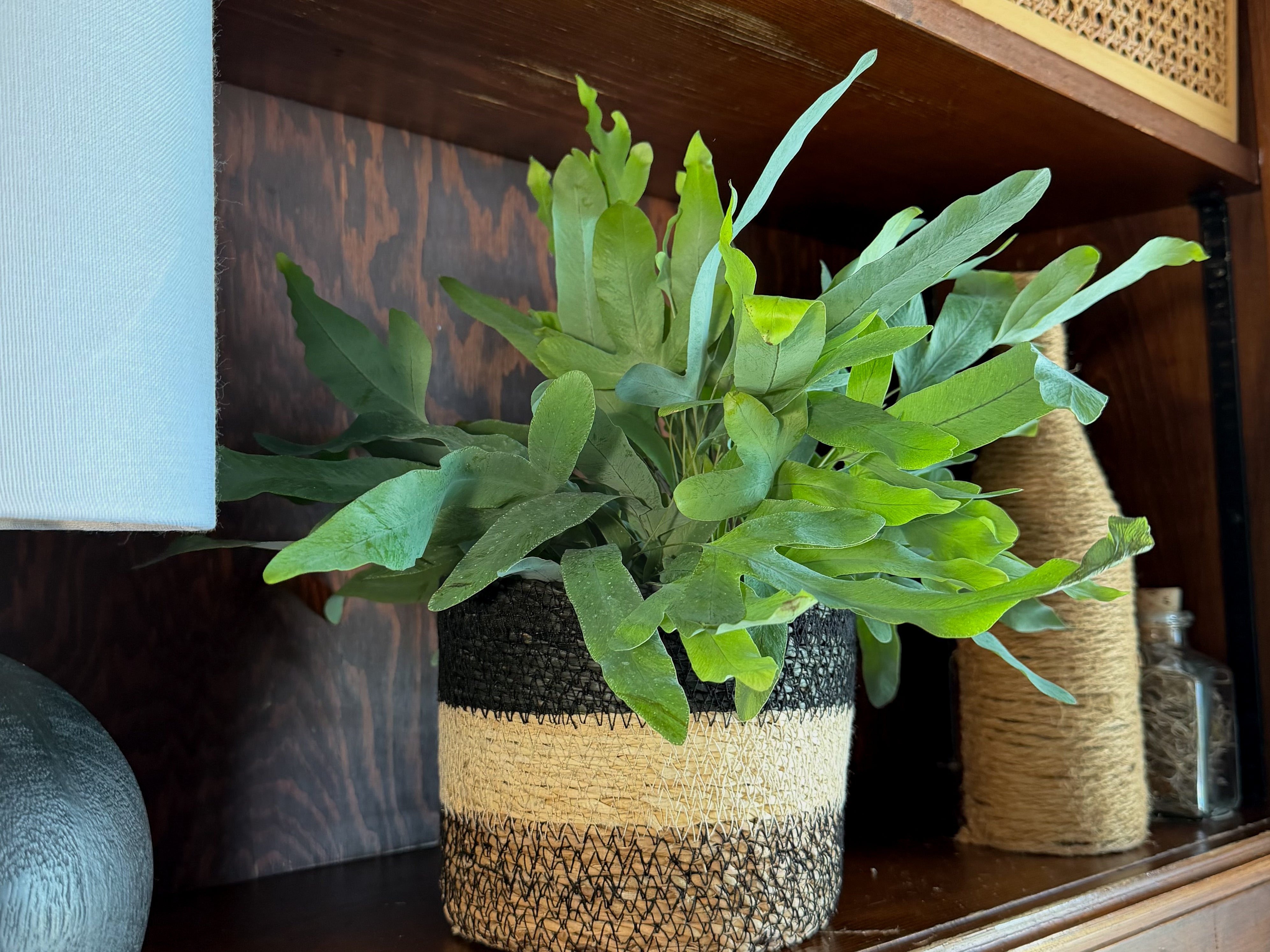 Blue Star Footed Fern (Phlebodium Aureum 'Blue Star) - 6 Inch Indoor Houseplant