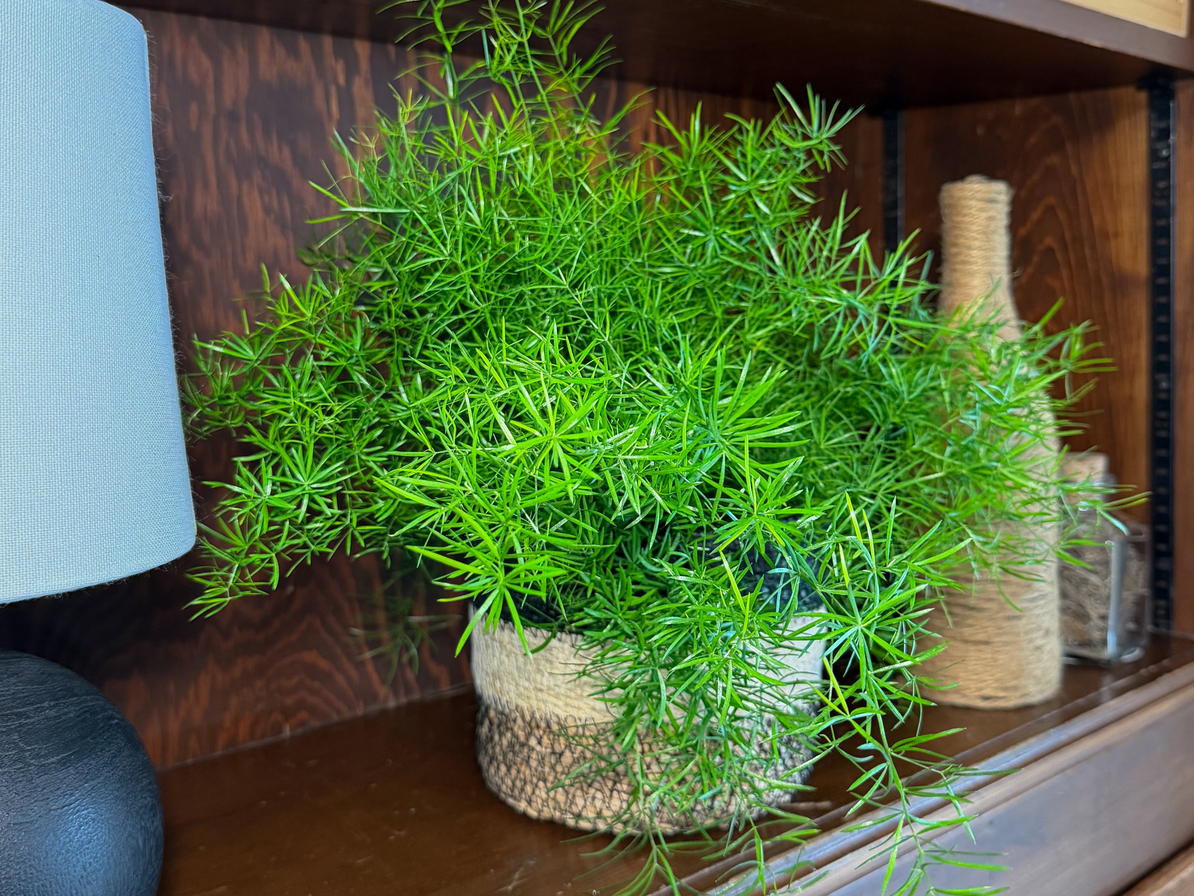 Sprenger's Asparagus Fern (Asparagus Sprengerii) - 6 Inch Indoor Houseplant
