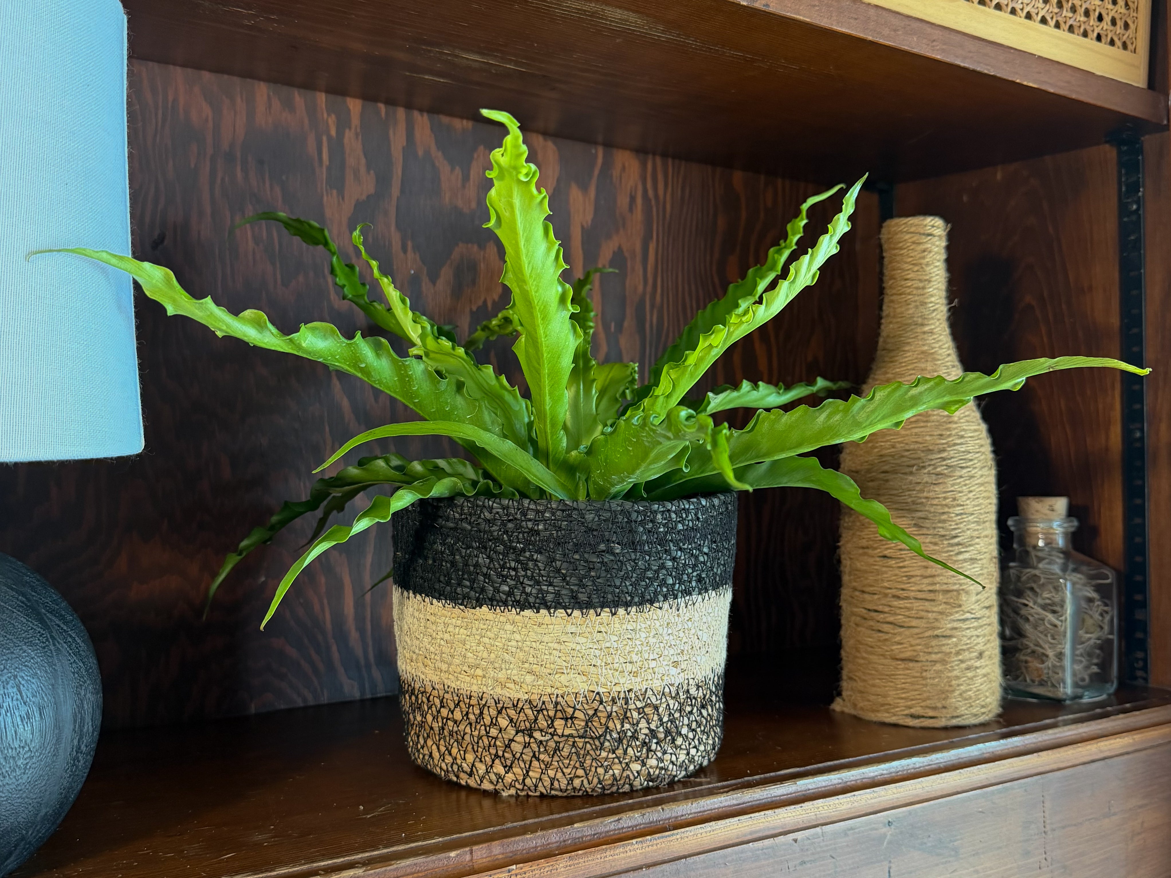 Victoria Bird's Nest Fern (Asplenium Antiquum 'Victoria') - 6 Inch Indoor Houseplant