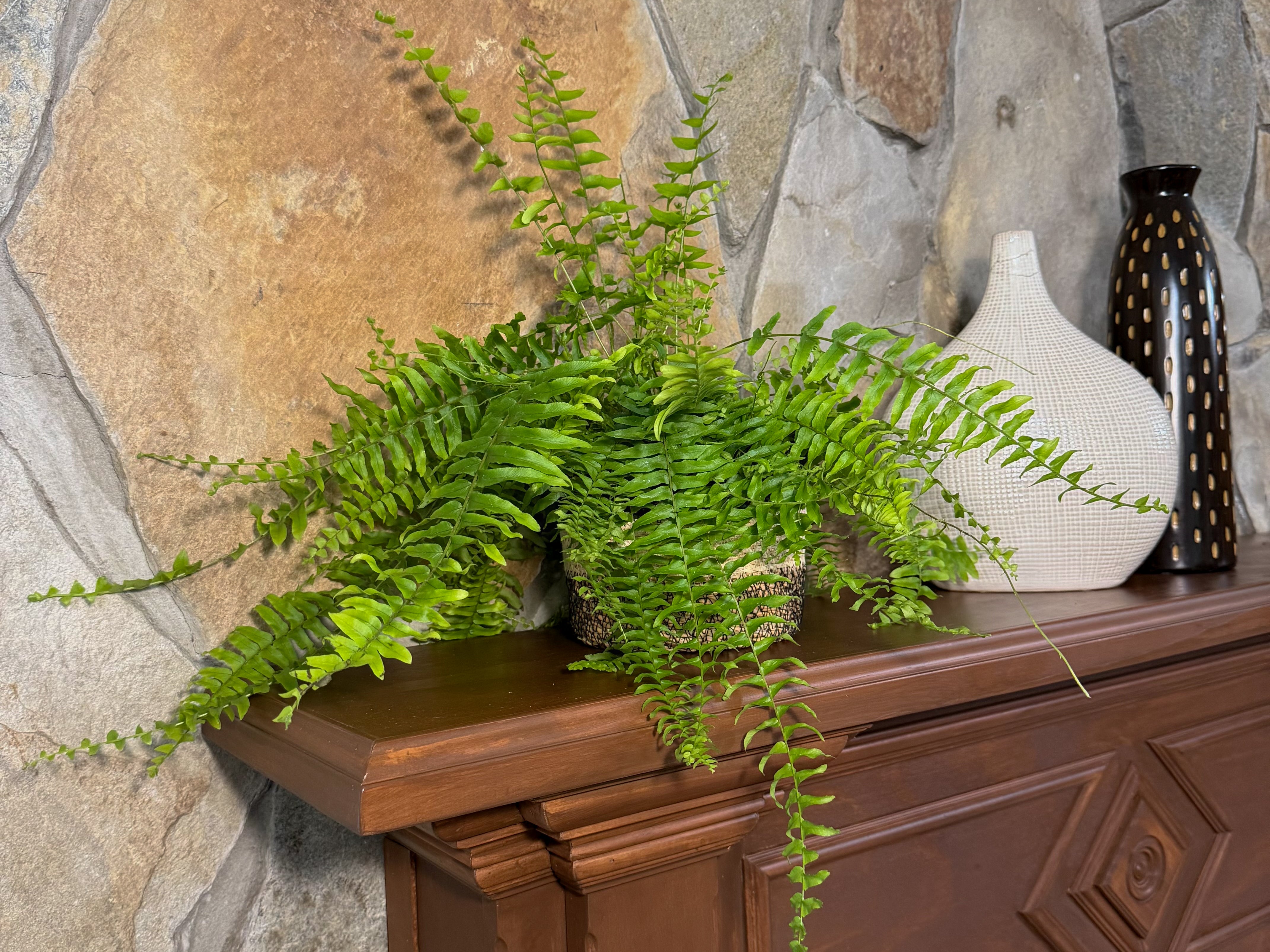 True Boston Fern (Nephrolepis Exaltata) - 6 Inch Indoor Houseplant