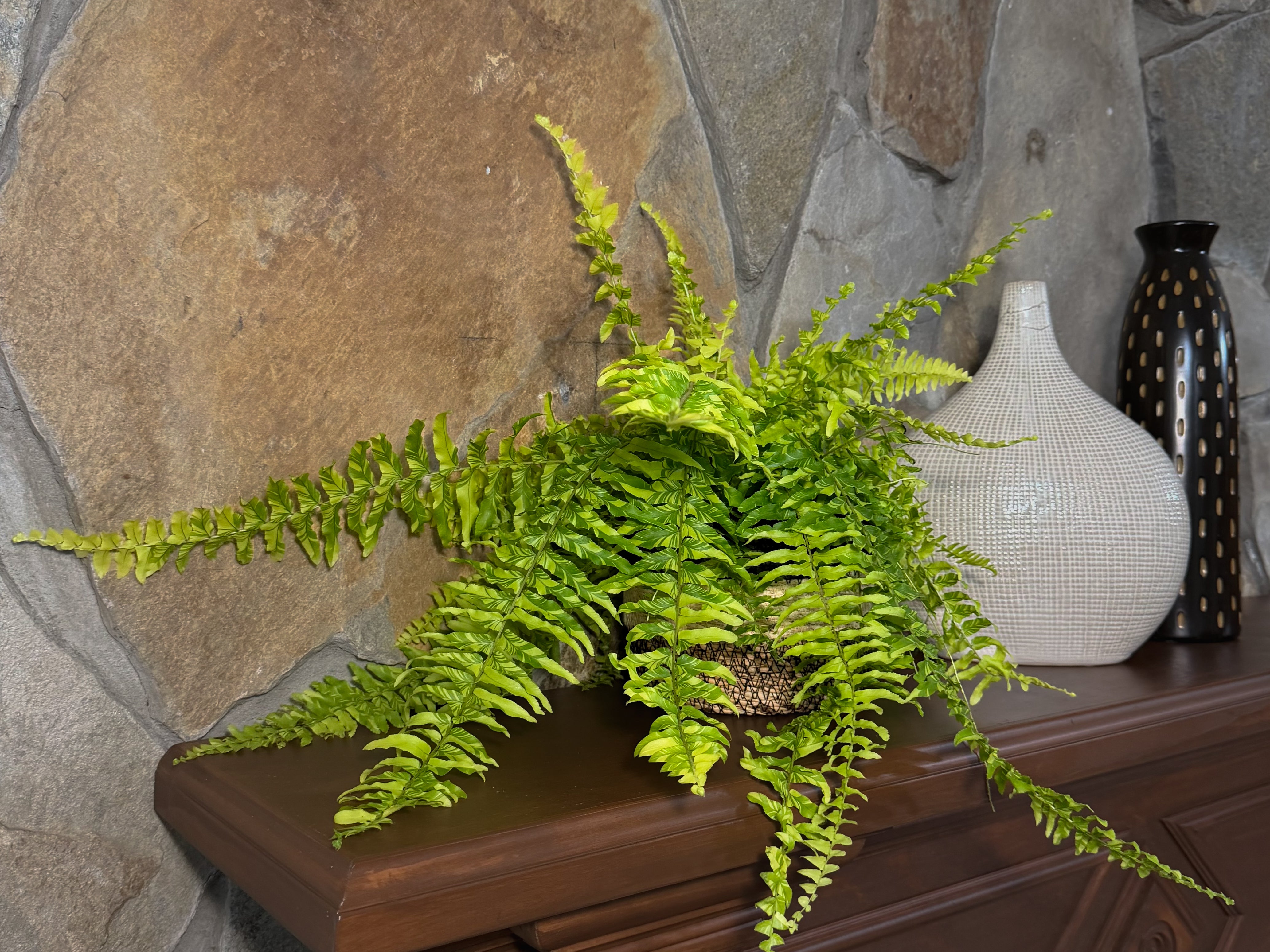 Tiger Stripe Boston Fern (Nephrolepis Exaltata 'Tiger Fern') - 6 Inch Indoor Houseplant