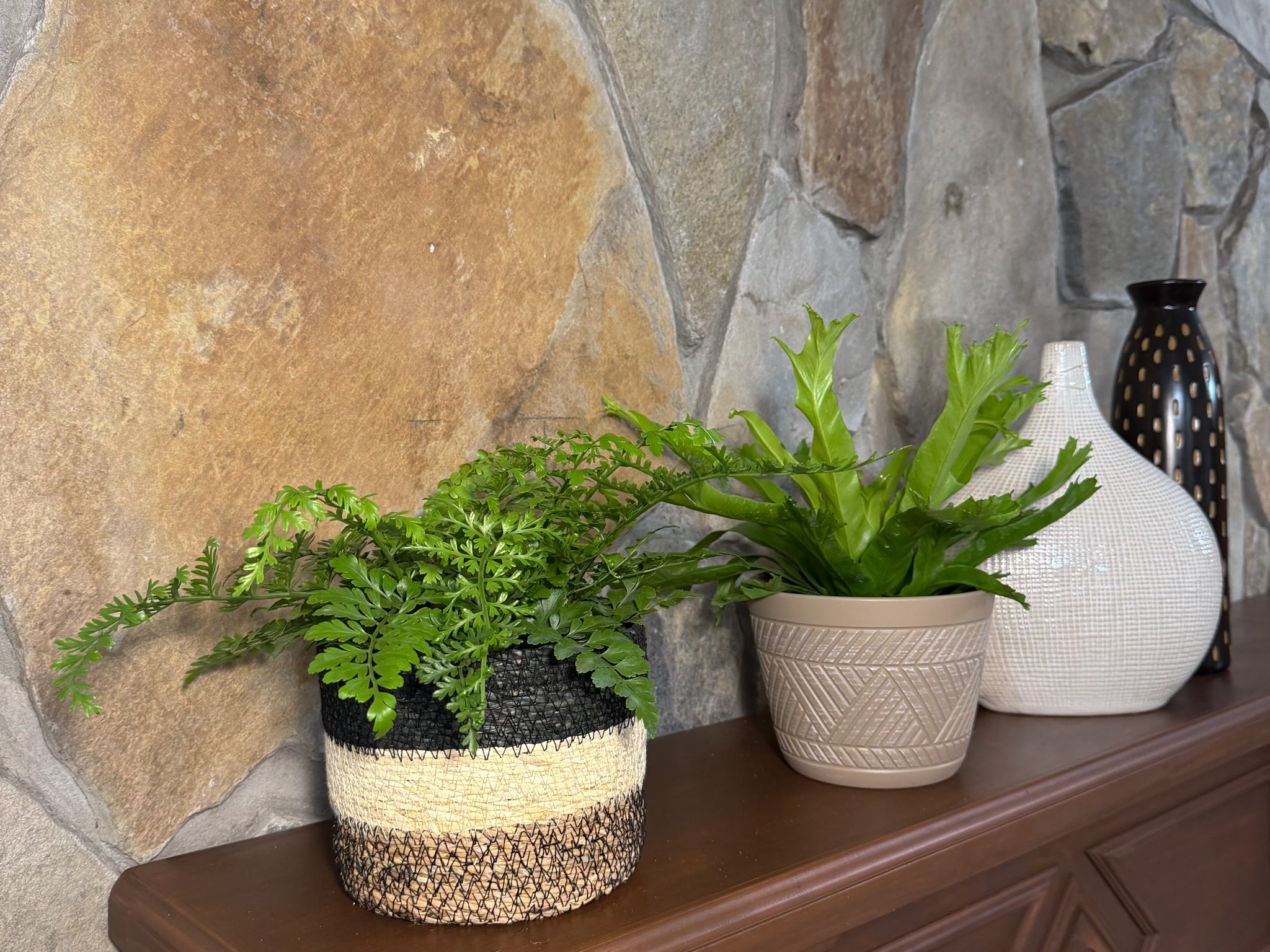 Mystery Ferns 2 Pack - 6 Inch Indoor Houseplants