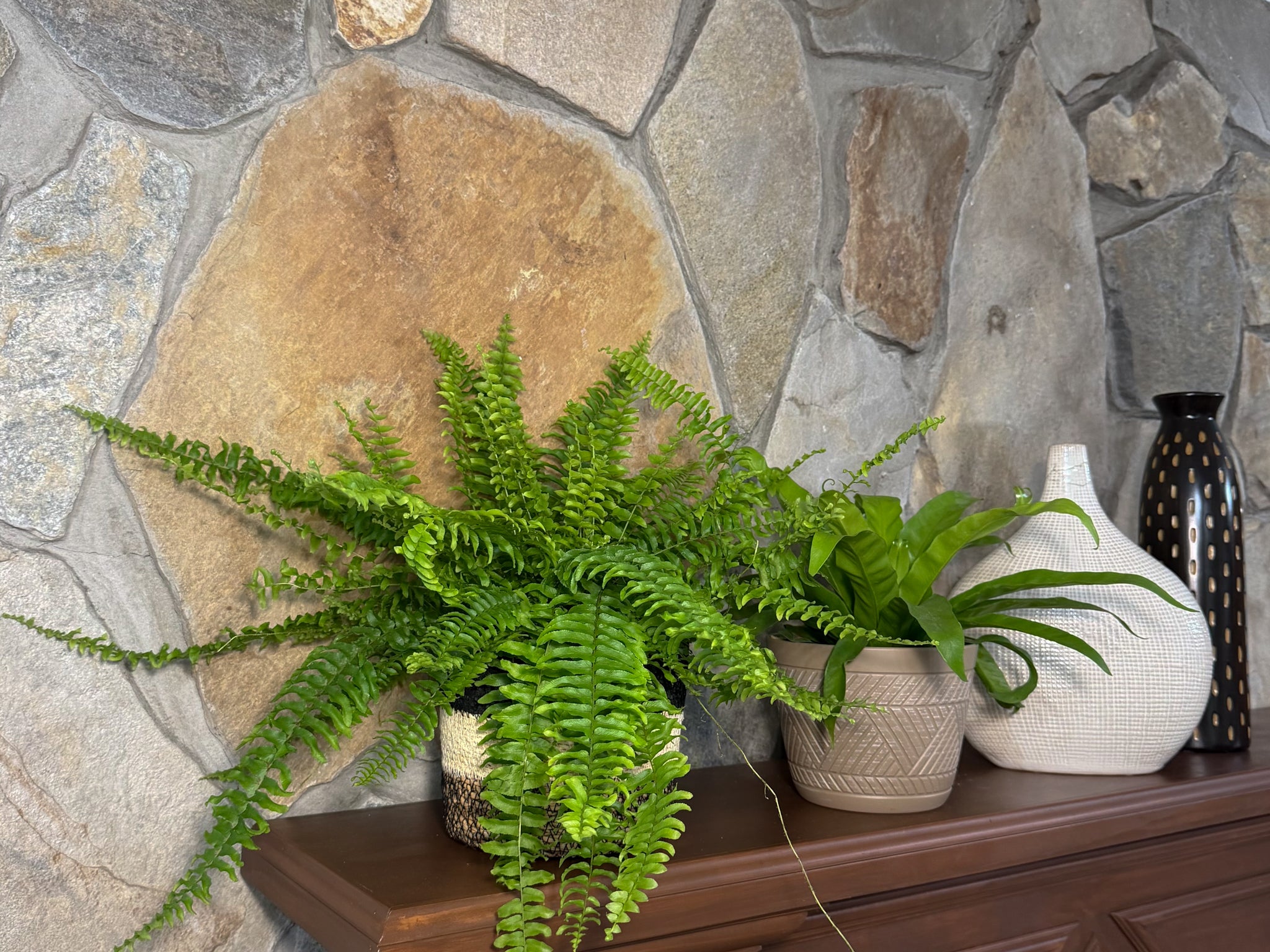 Mystery Ferns 4 Pack - 6 Inch Indoor Houseplants