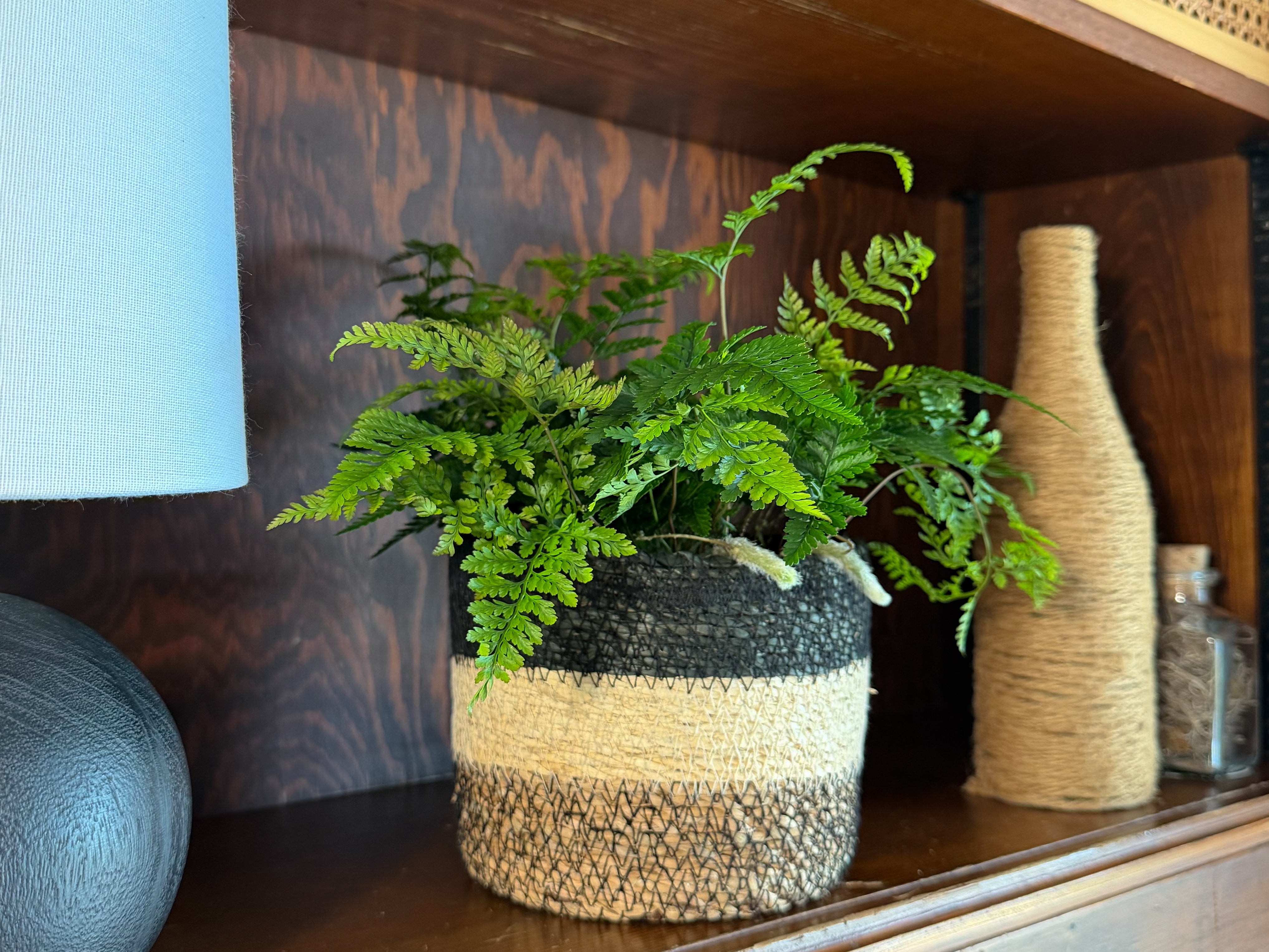 Rabbit Foot Footed Fern (Davallia Fejeensis) - 6 Inch Indoor Houseplant