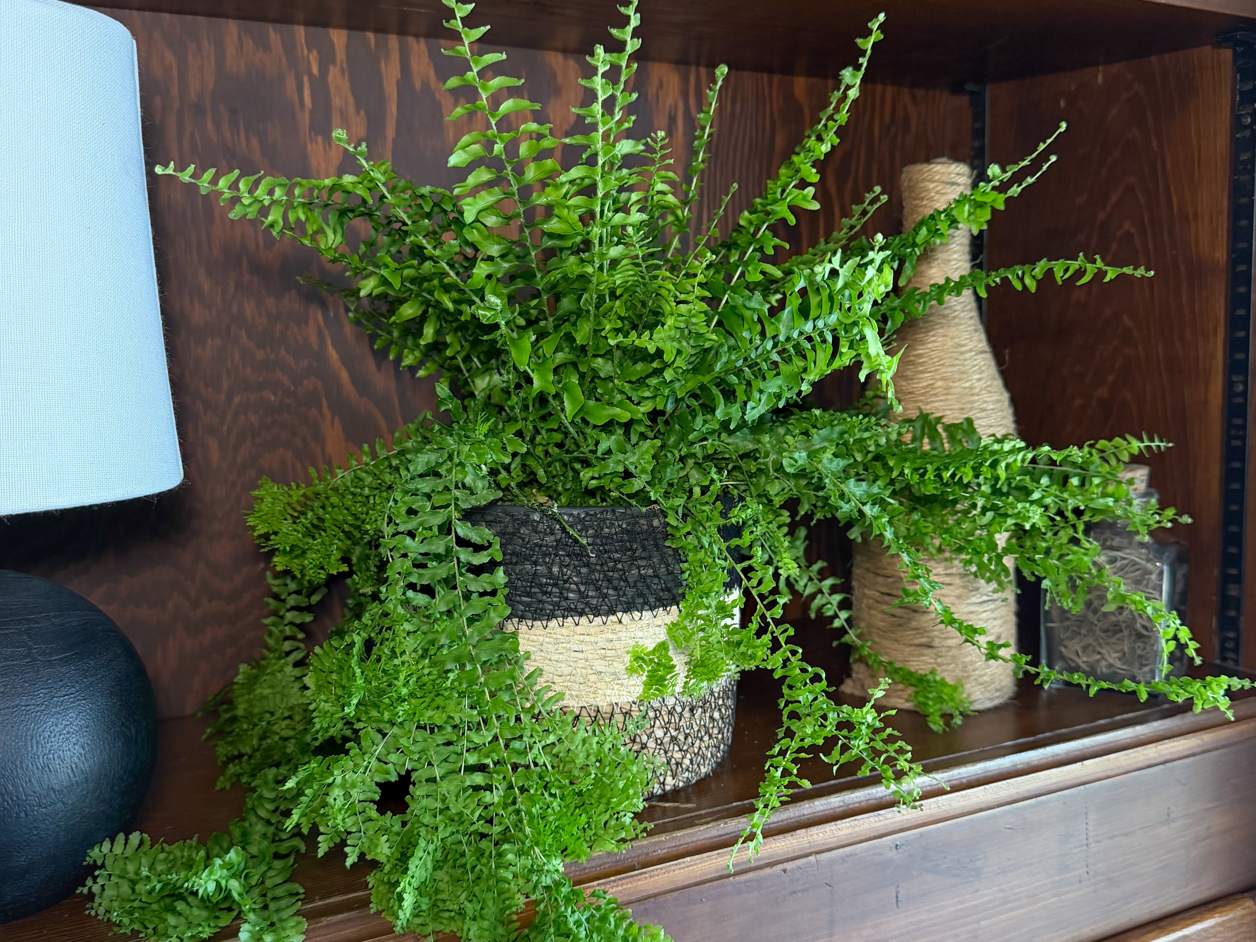 Petticoat Boston Fern (Nephrolepis Exaltata 'Petticoat') - 6 Inch Indoor Houseplant