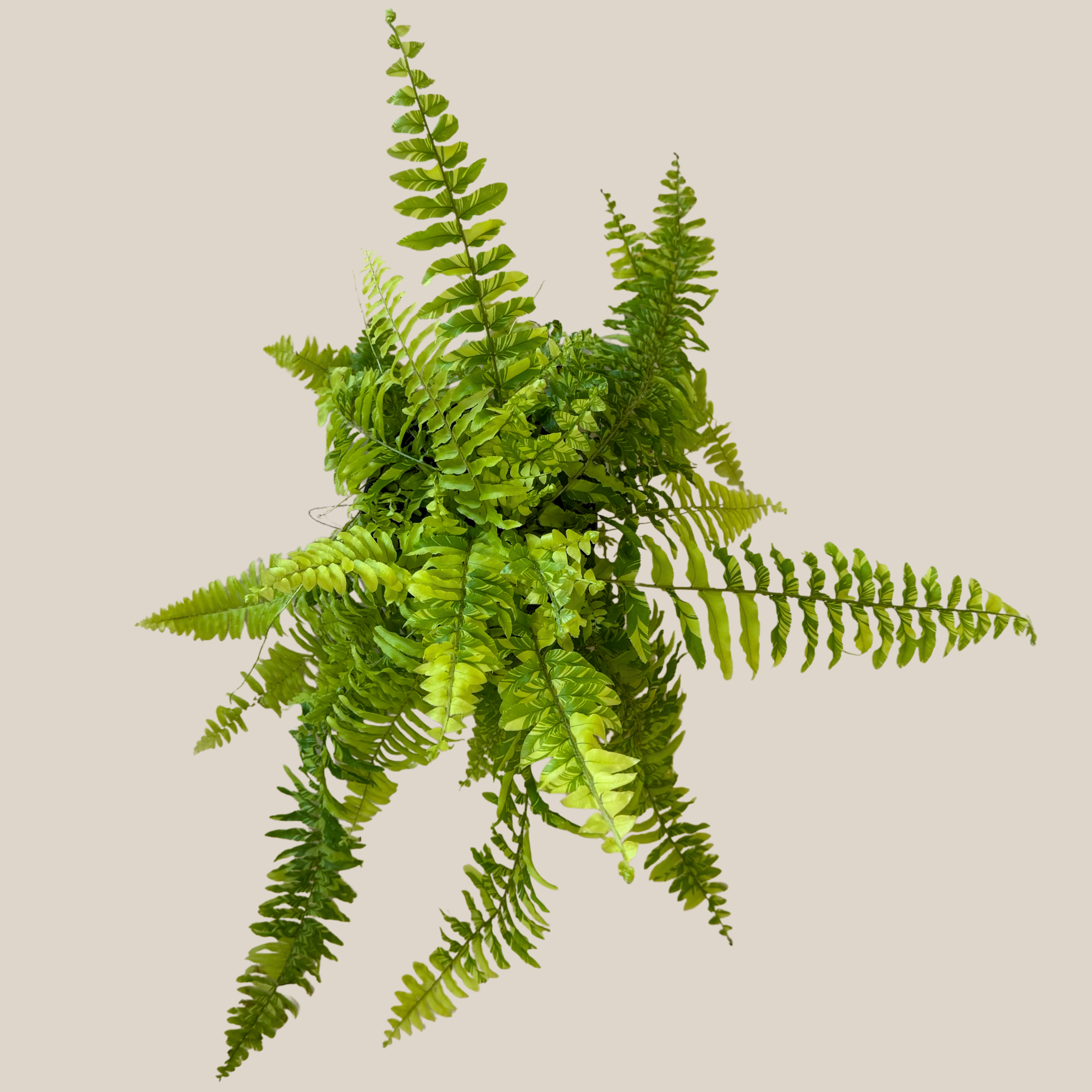 Tiger Stripe Boston Fern (Nephrolepis Exaltata 'Tiger Fern') - 6 Inch Indoor Houseplant