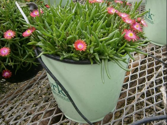 Fire Spinner® Ice Plant (Delosperma delosperma 'P001S') - 1 gallon