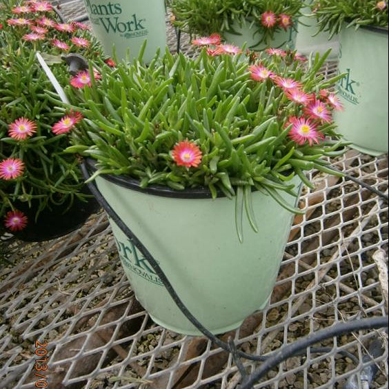 Fire Spinner® Ice Plant (Delosperma delosperma 'P001S') - 1 gallon