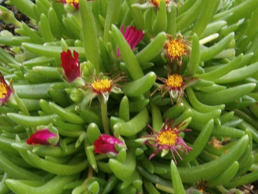 Jewel of Desert® Garnet Ice Plant (Delosperma delosperma 'Jewel of Desert Garnet') - QT