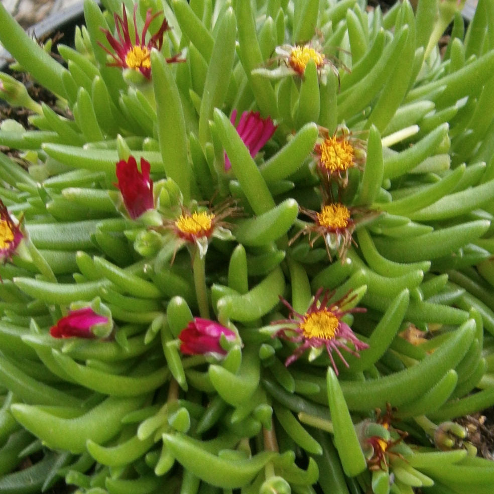 Jewel of Desert® Garnet Ice Plant (Delosperma delosperma 'Jewel of Desert Garnet') - QT
