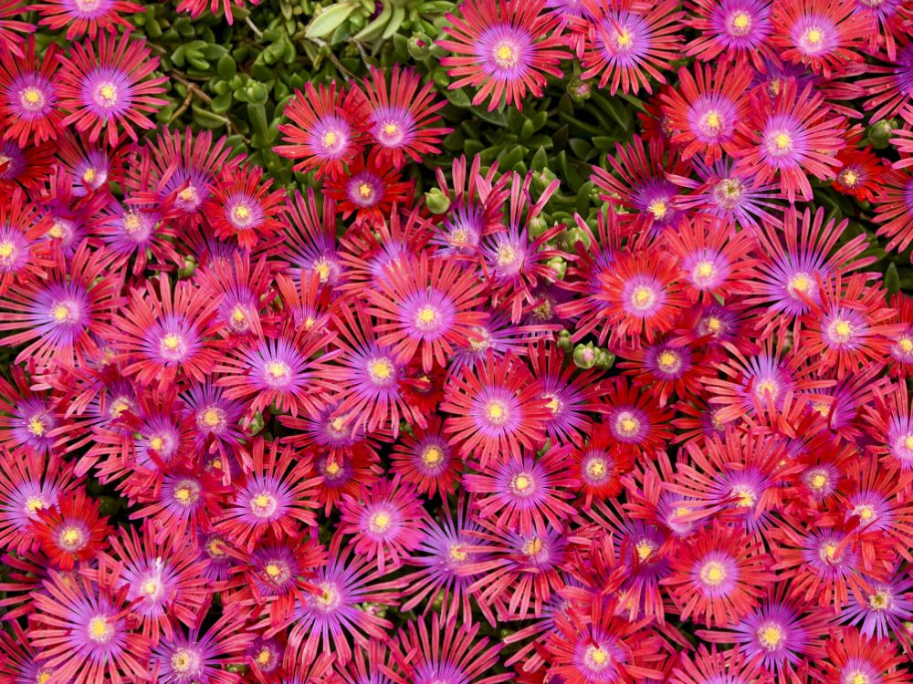 FLASHMOB™ 'Action Shot' Ice Plant (Delosperma 'Action Shot') - QT