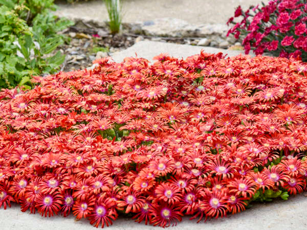 FLASHMOB™ ‘Macarena’ Ice Plant (Delosperma ‘Macarena’) - QT