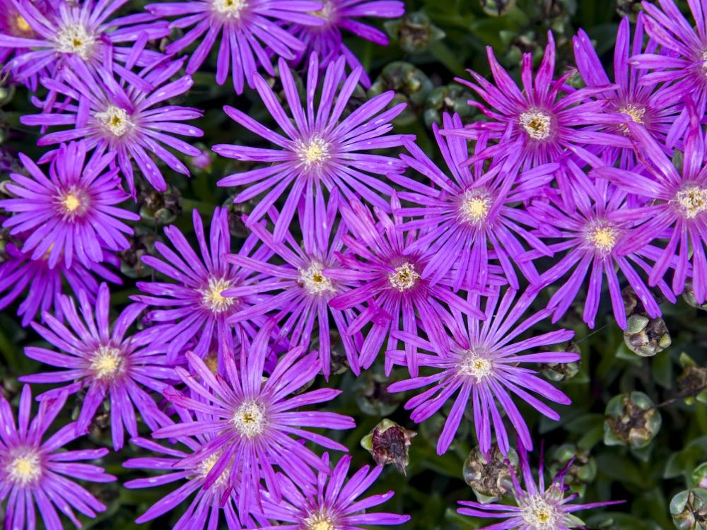 FLASHMOB™ 'Electric Slide' Ice Plant (Delosperma 'Electric Slide') - QT