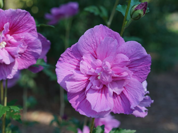 Dark Lavender Chiffon® Rose of Sharon (Hibiscus syriacus 'Dark Lav. Chiffon') - 1 gallon