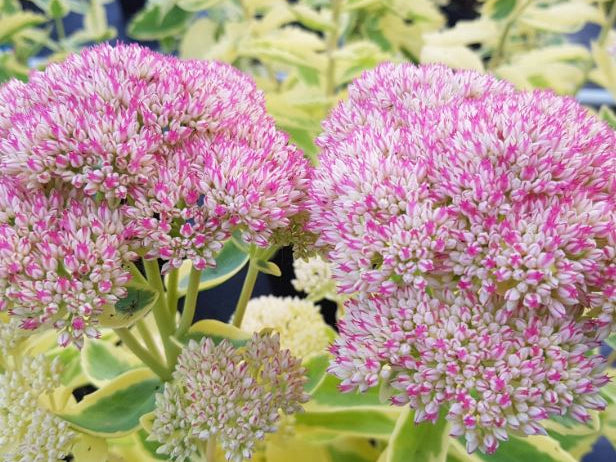 Frosted Fire Autumn Stonecrop (Sedum frosted 'Fire') - QT