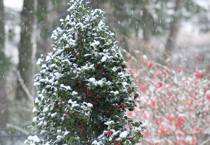 Castle Spire® Blue Holly (Ilex x meserveae 'Castle Spire') - 3 gallon