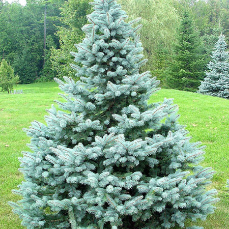 Baby Blue Spruce (Picea pungens 'Baby Blue') - 6" ECO POT