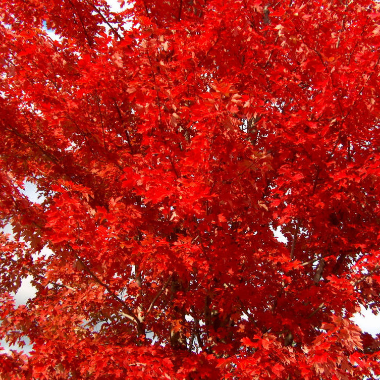 Autumn Blaze® Red Maple (Acer x freemanii 'Jeffersred') - 3 gallon 48"