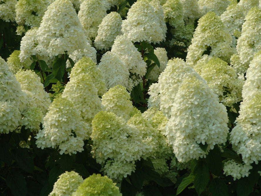 'Limelight' Panicle Hydrangea (Hydrangea paniculata 'Zwijnenburg') - 5 gallon 15-18"