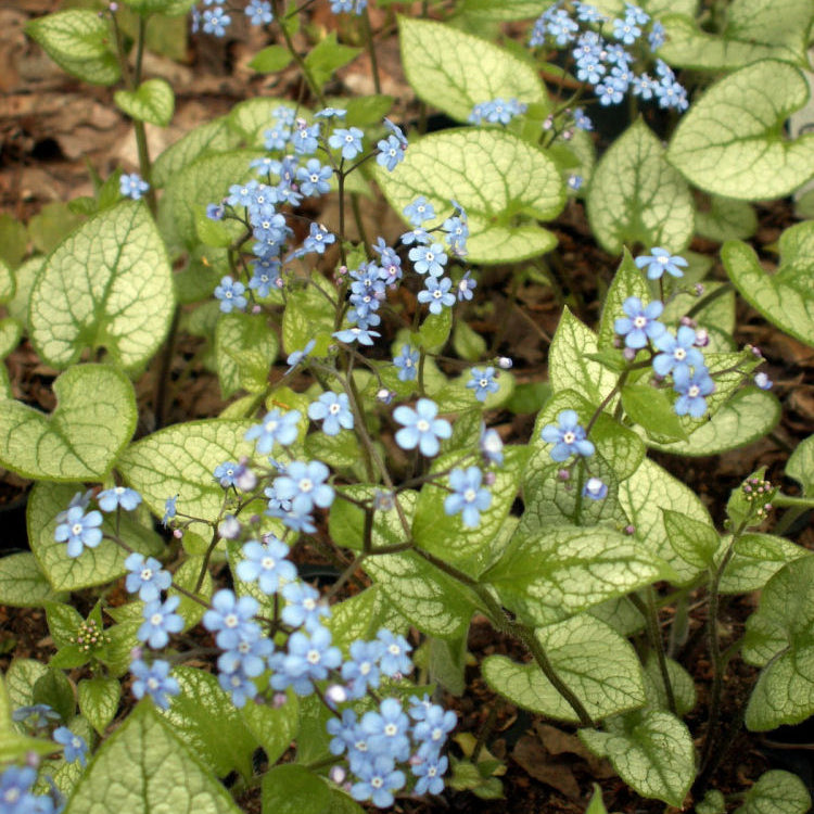 Jack Frost Siberian Bugloss (Brunnera macrophylla 'Jack Frost') - 1 gallon
